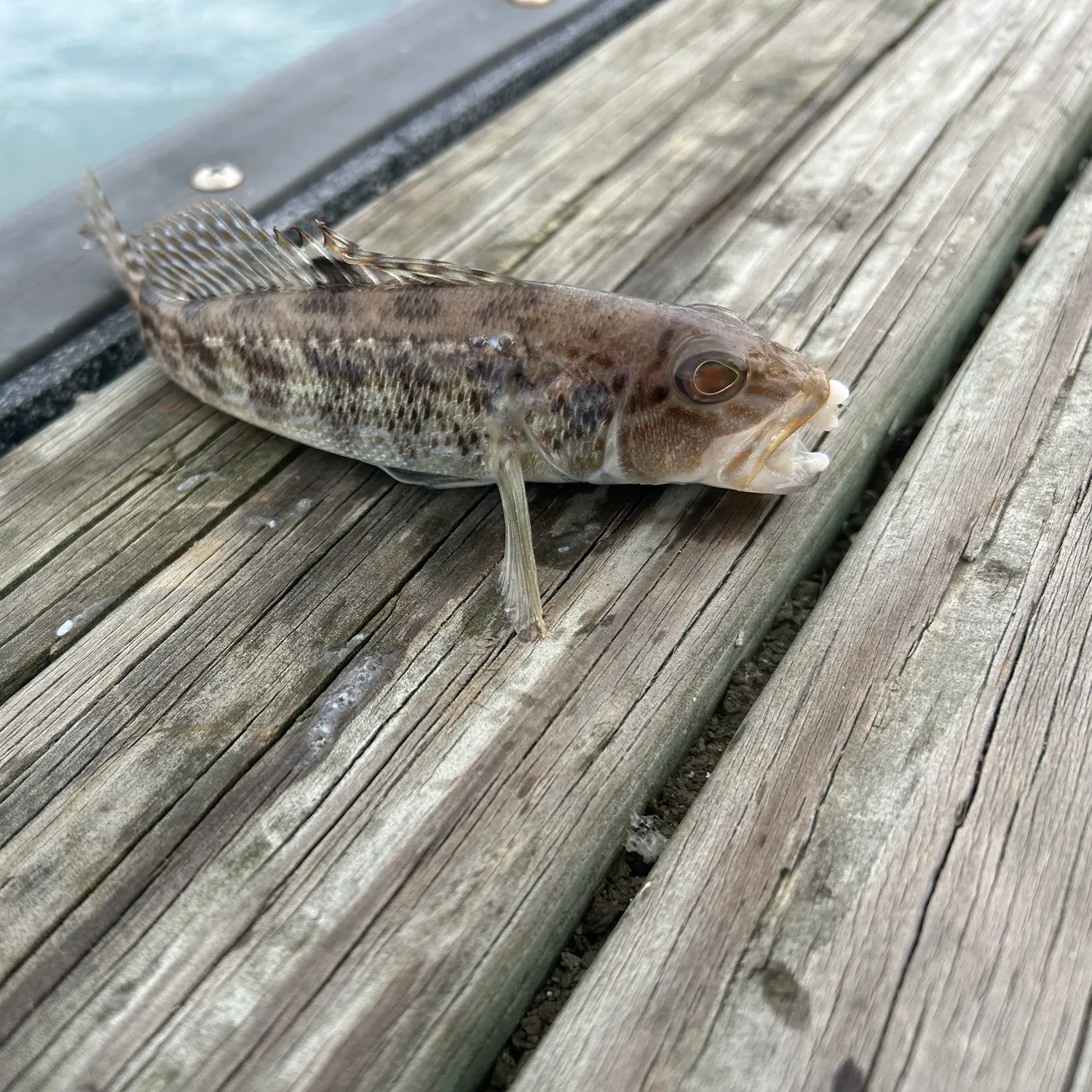 The most recent Rock sea bass catches on Fishbrain