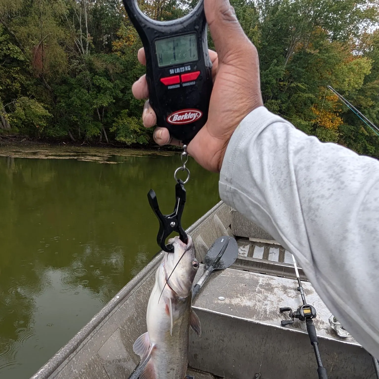 White bullhead caught on Fishbrain