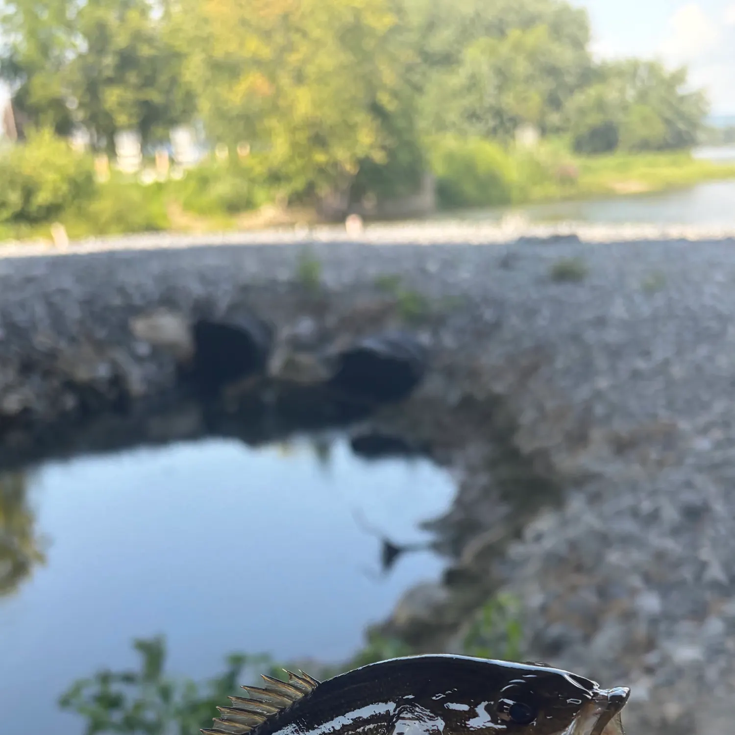 Smallmouth bass caught on Fishbrain