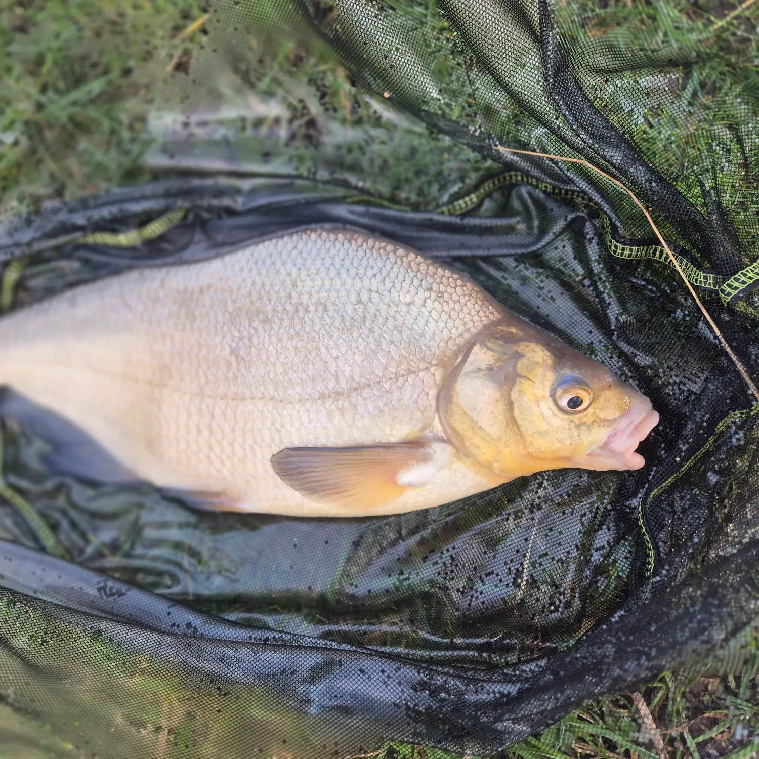 The most recent Common bream catches on Fishbrain