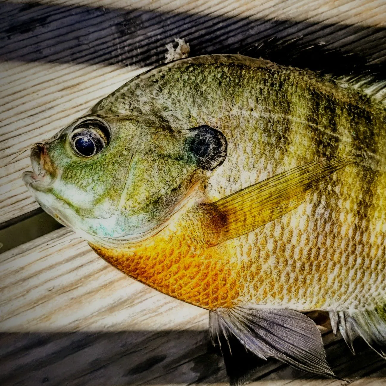 Bluegill caught on Fishbrain