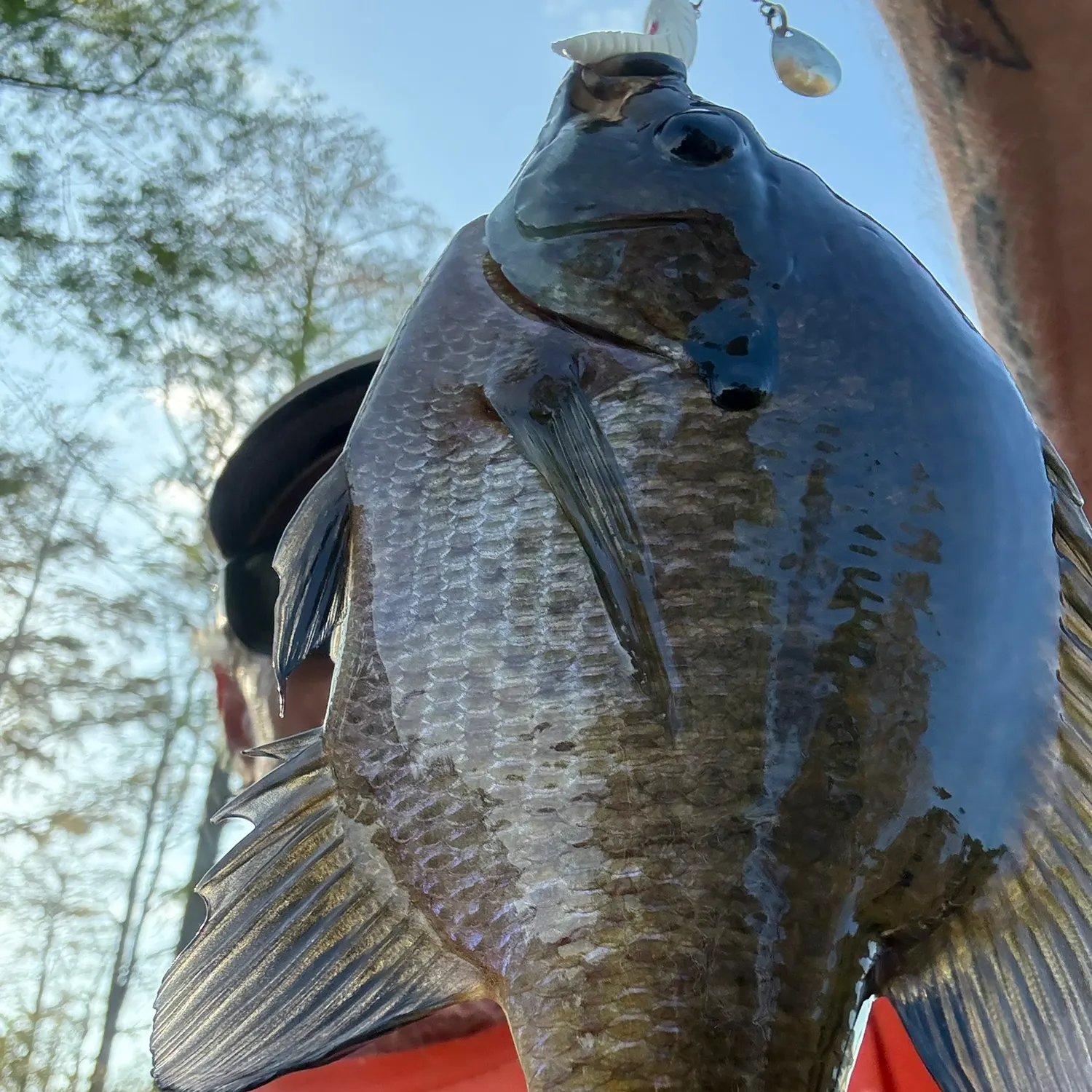 Bluegill caught on Fishbrain