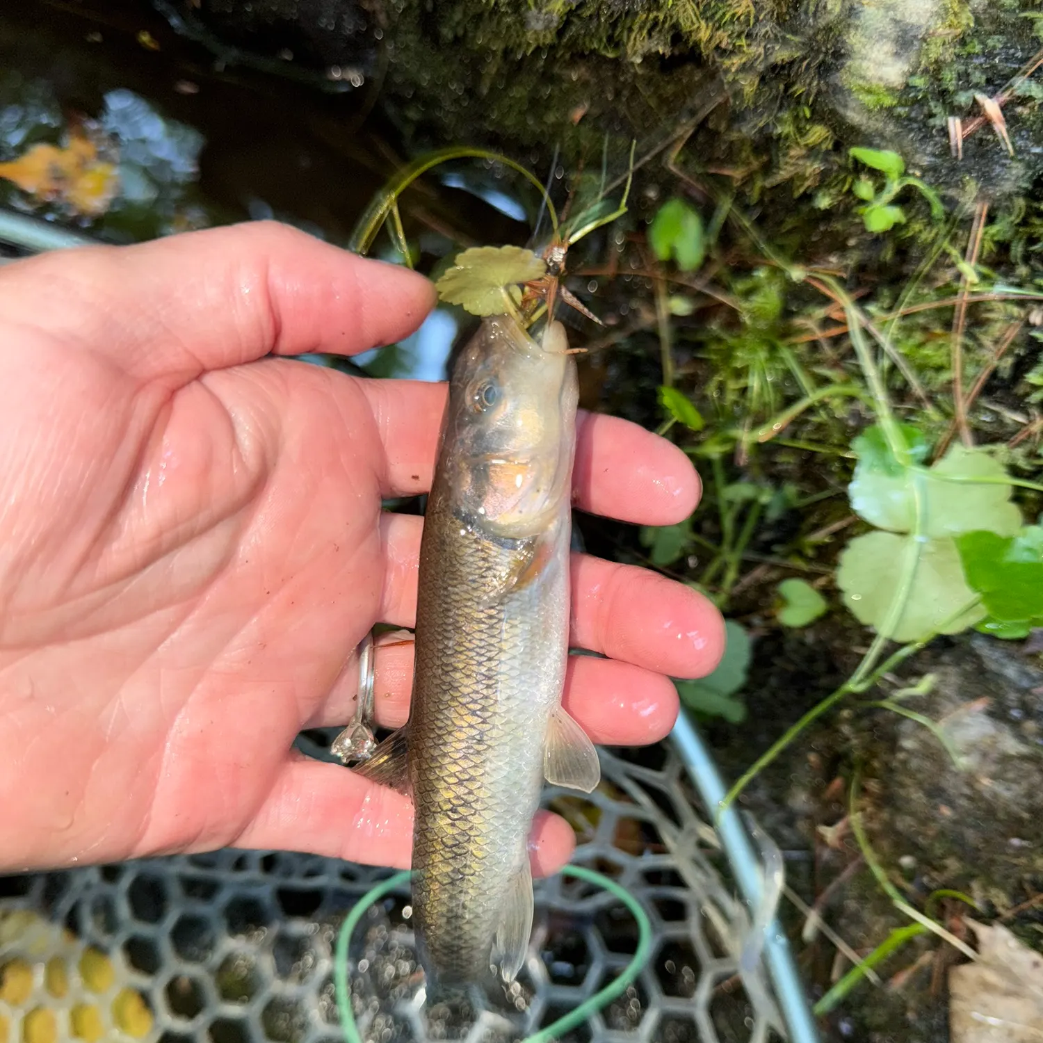 Creek chub caught on Fishbrain