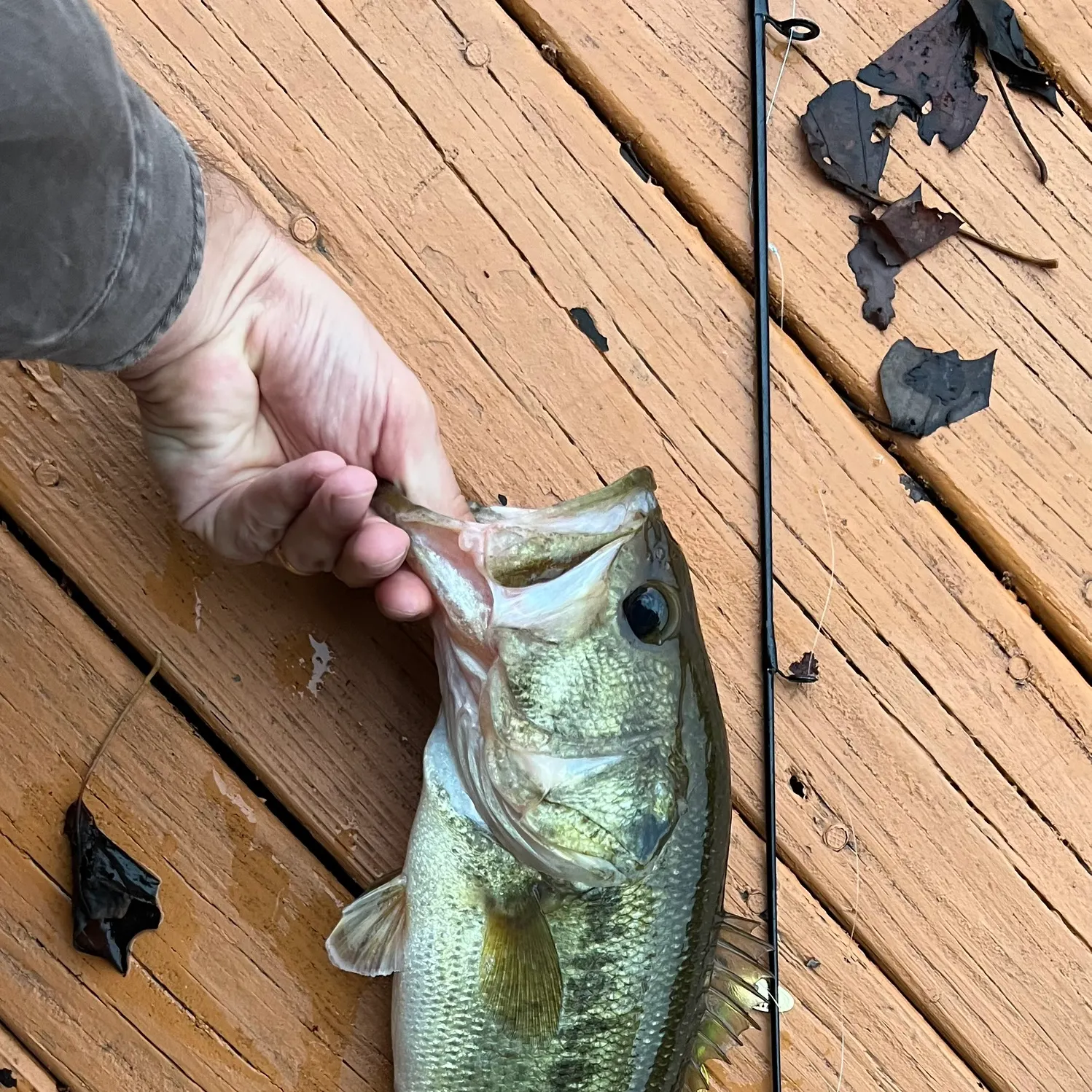 Largemouth bass caught on Fishbrain