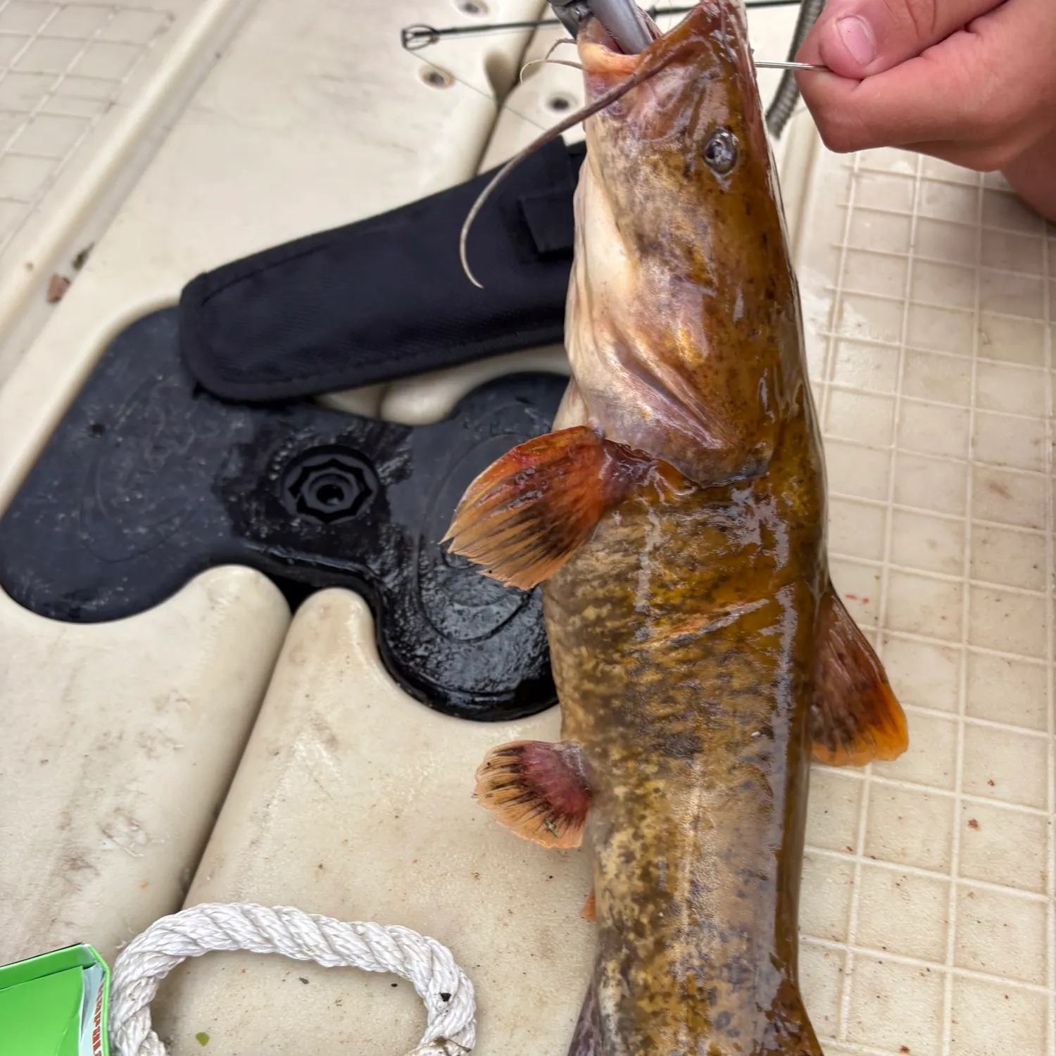 catch