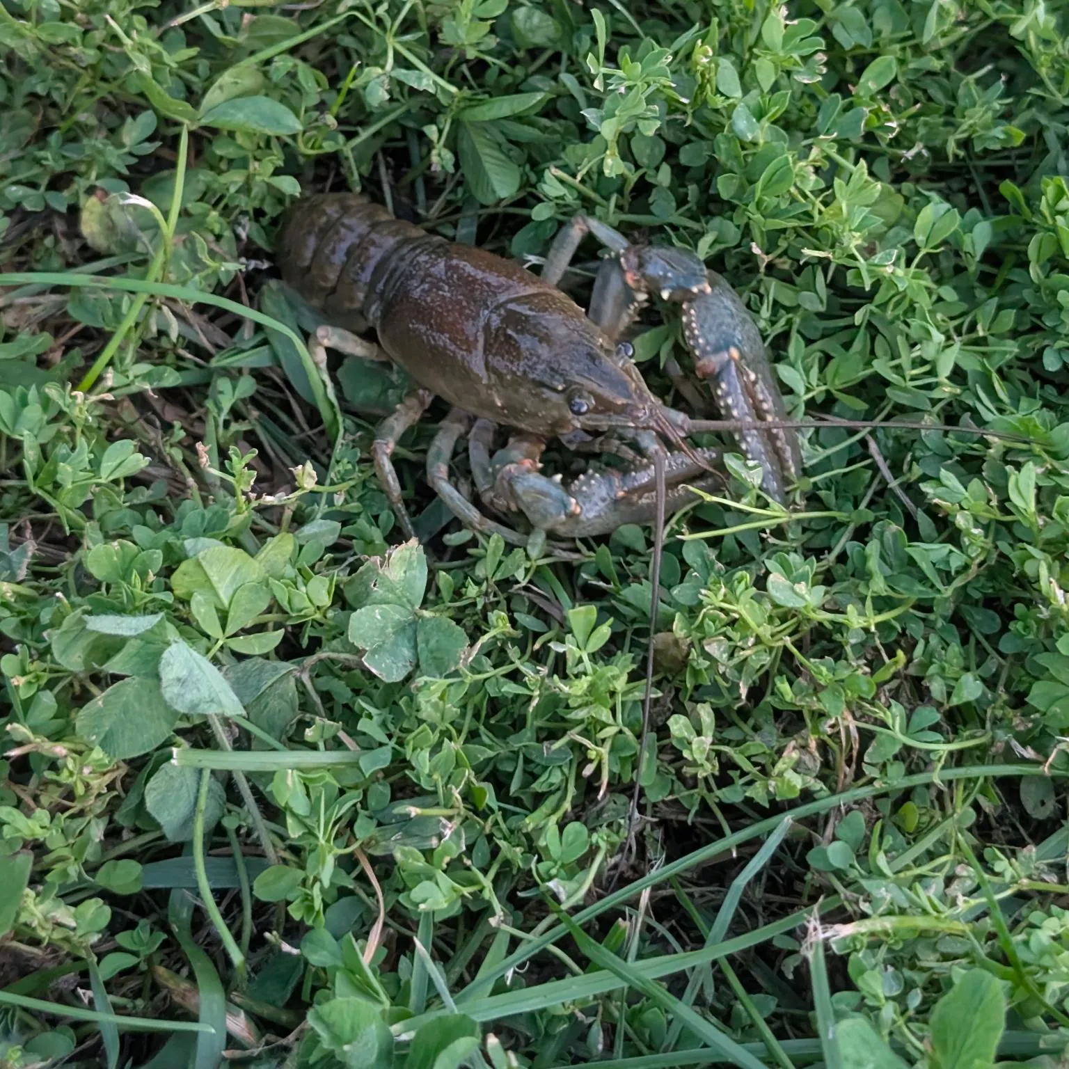 Virile crayfish caught on Fishbrain