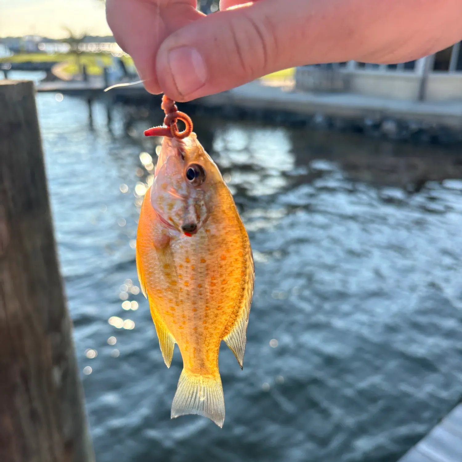 Orangespotted sunfish caught on Fishbrain