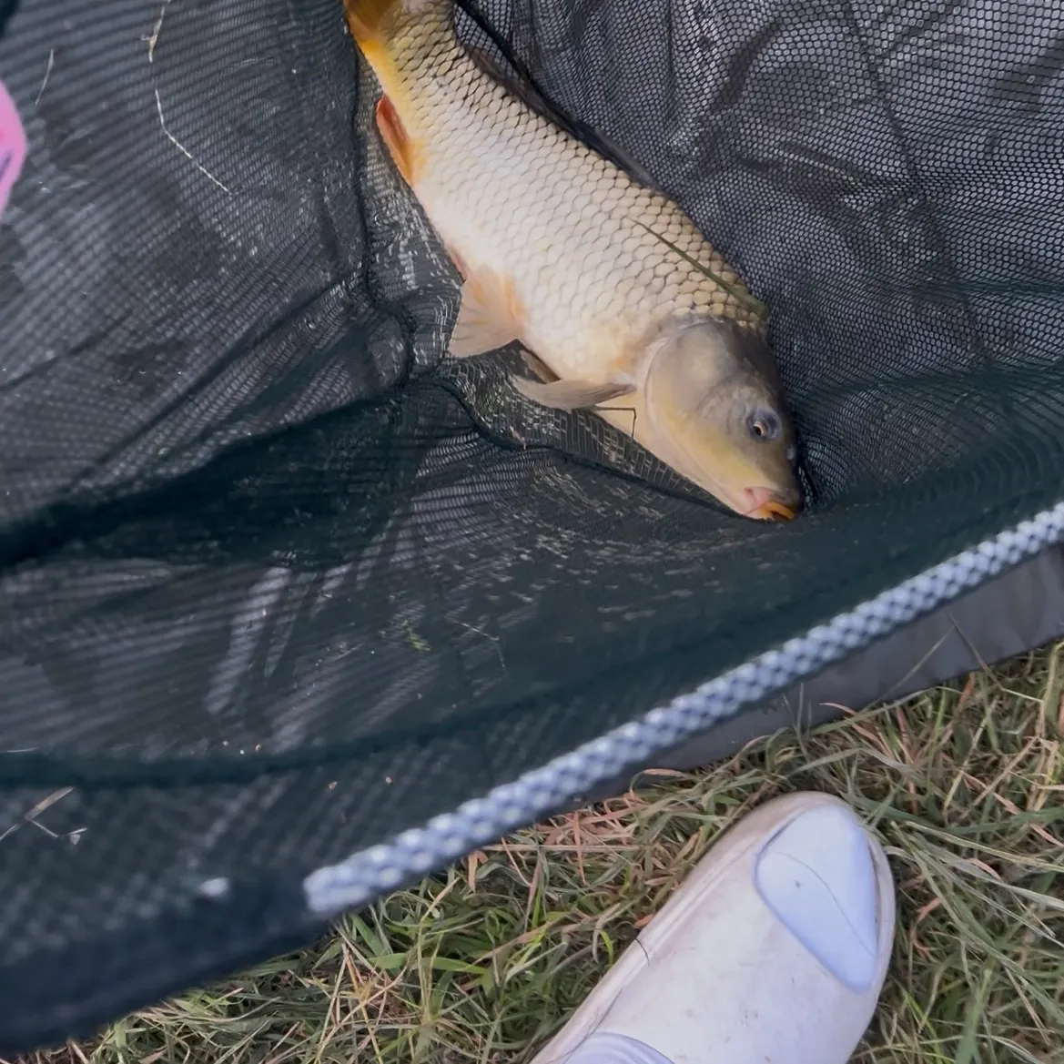 Common carp caught on Fishbrain