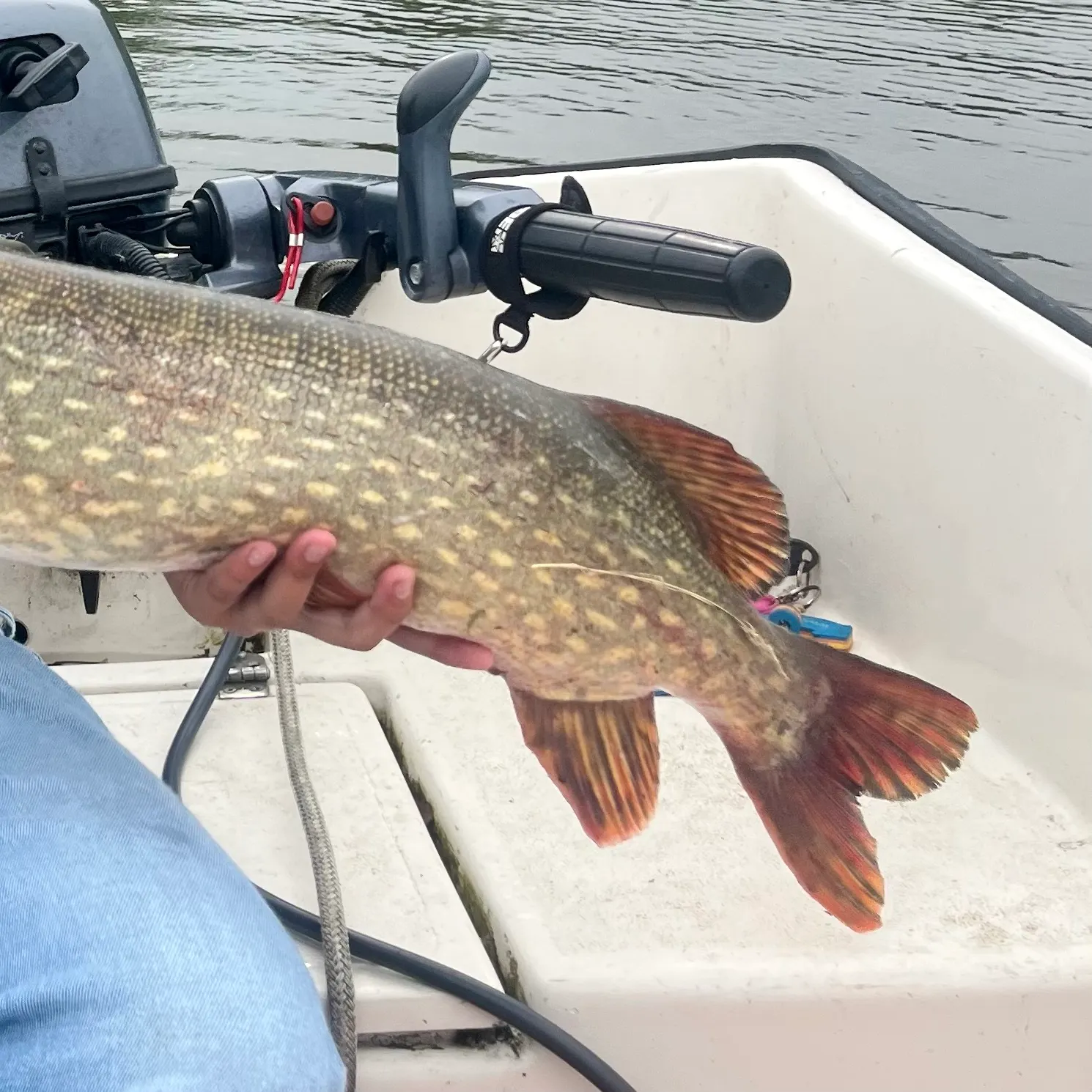 Northern pike caught on Fishbrain