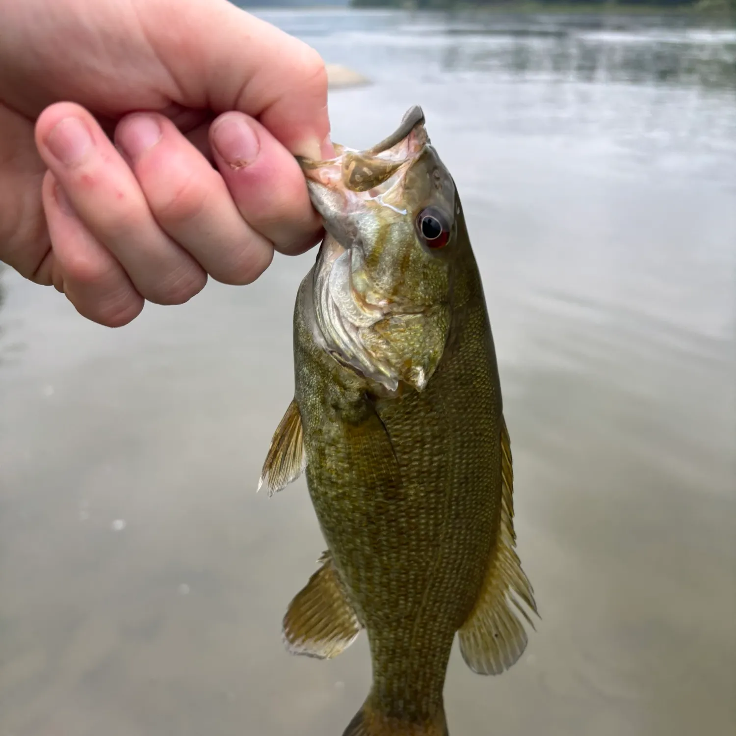 Smallmouth bass caught on Fishbrain