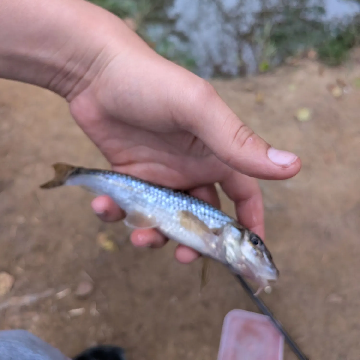 Fish caught on Fishbrain