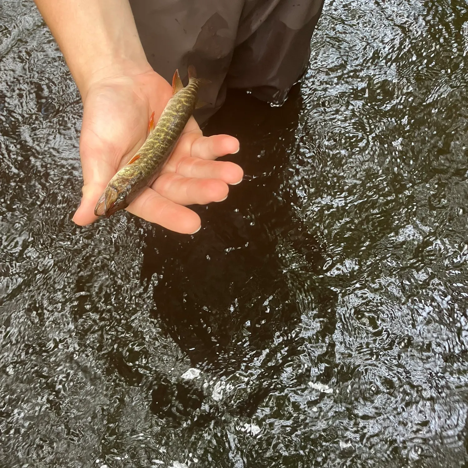 The most recent Redfin pickerel catches on Fishbrain