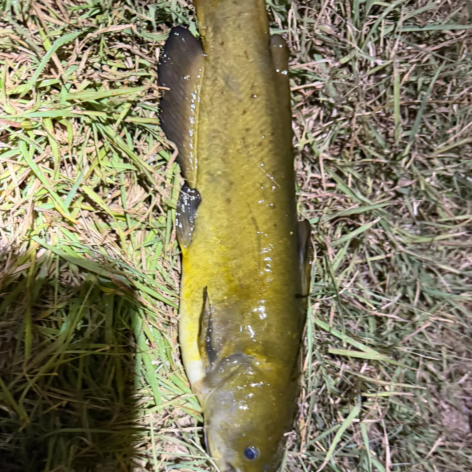 Black bullhead caught on Fishbrain