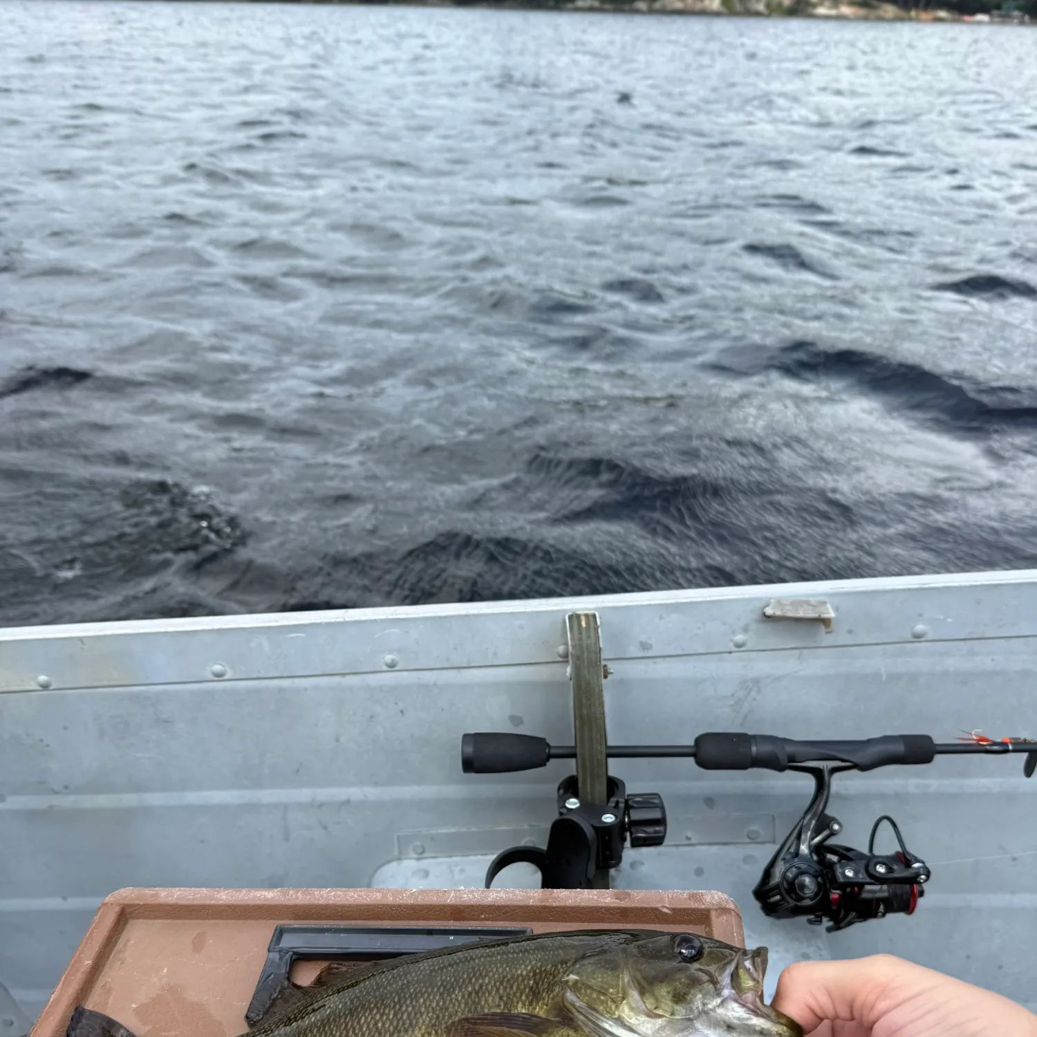 Smallmouth bass caught on Fishbrain
