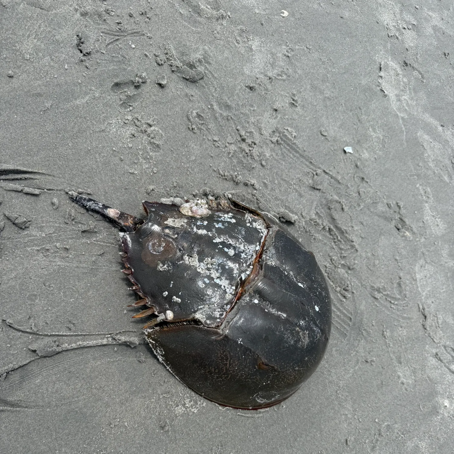 The most recent Atlantic horseshoe crab catches on Fishbrain