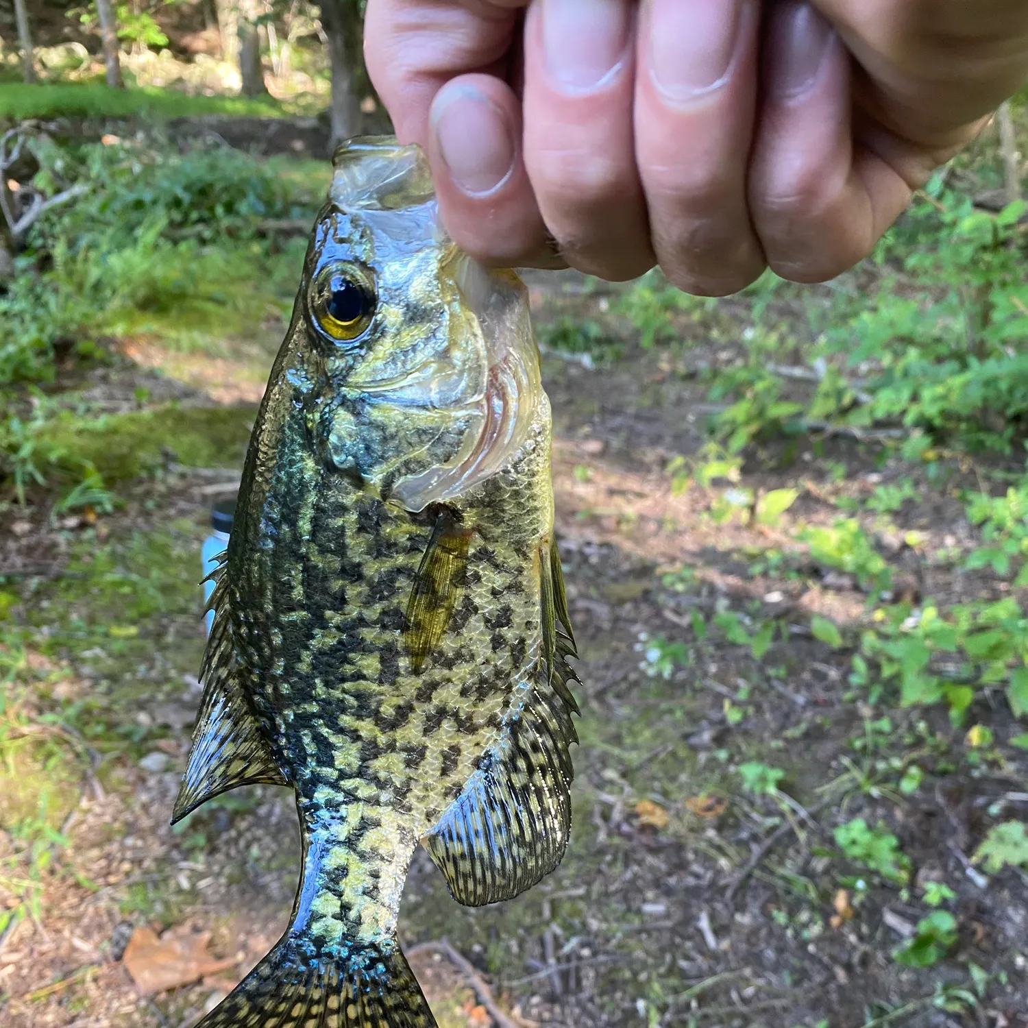 Black crappie caught on Fishbrain
