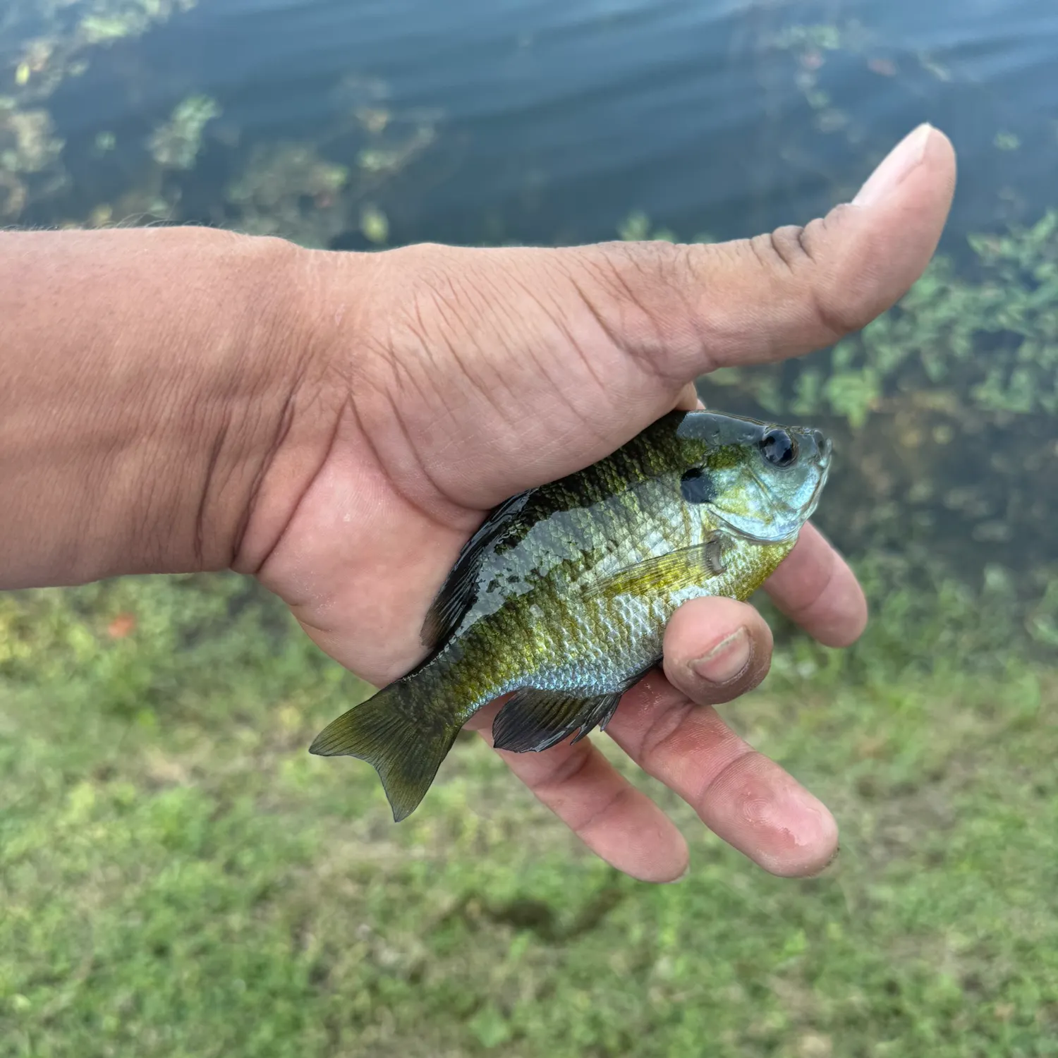 Bluegill caught on Fishbrain