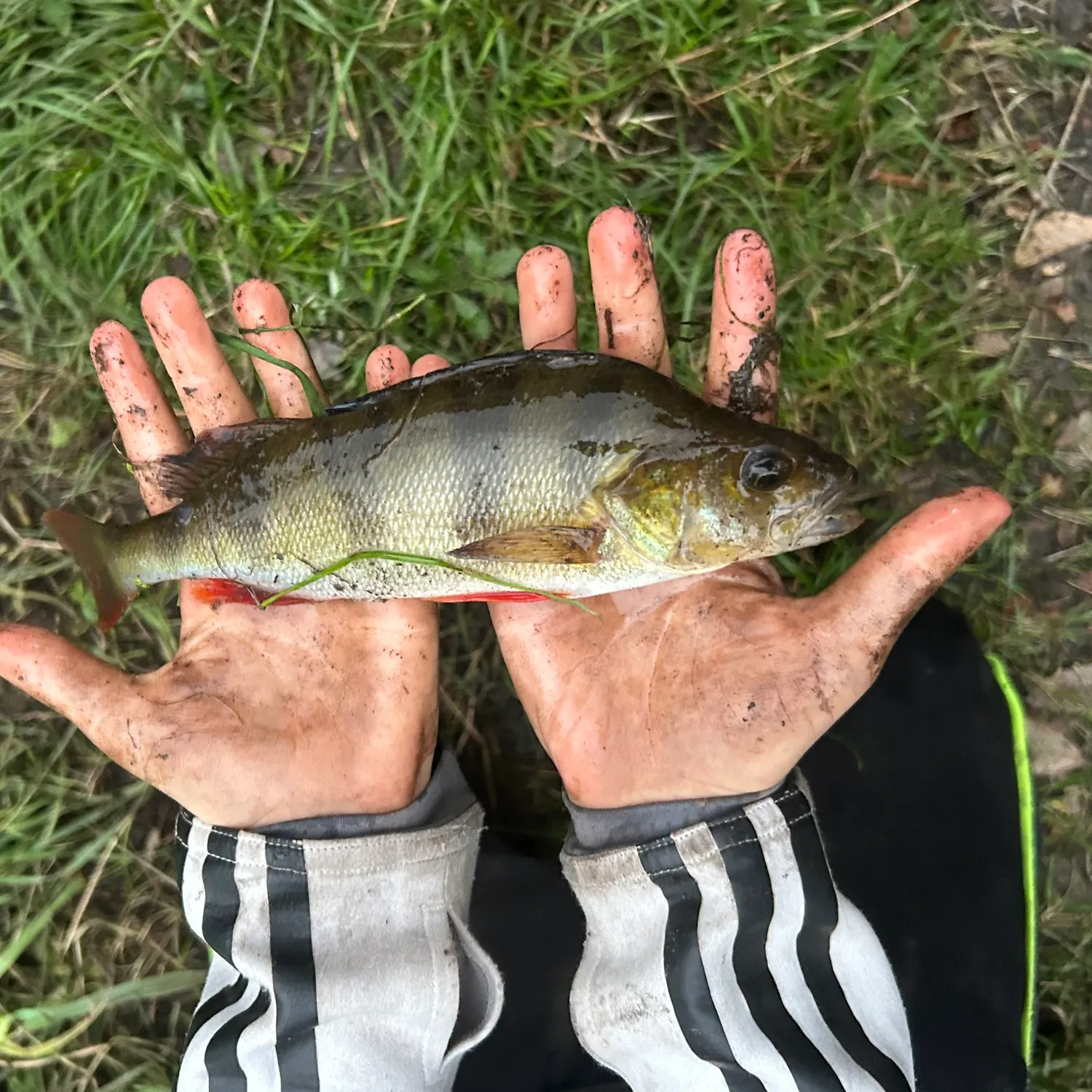 European perch caught on Fishbrain