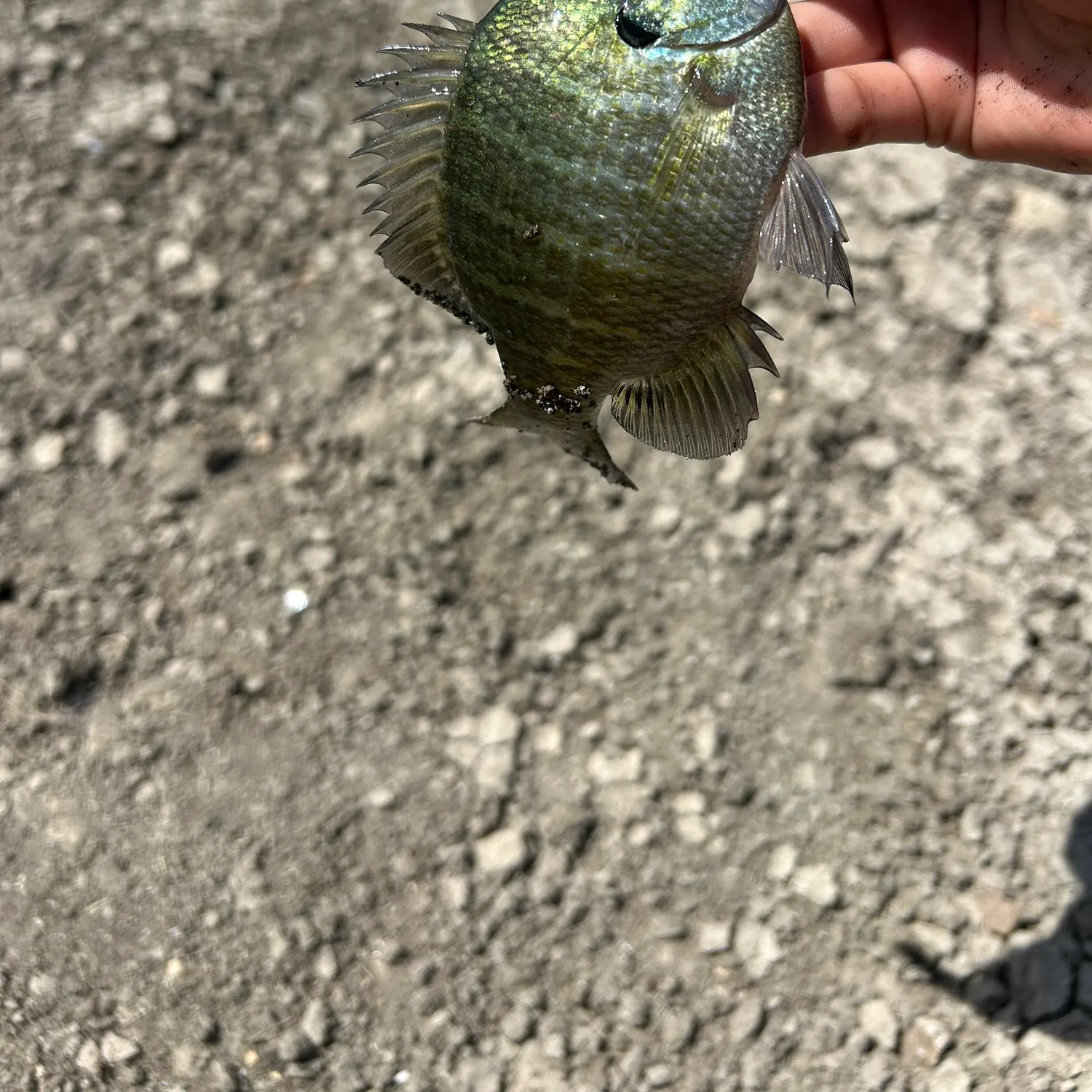 Bluegill caught on Fishbrain