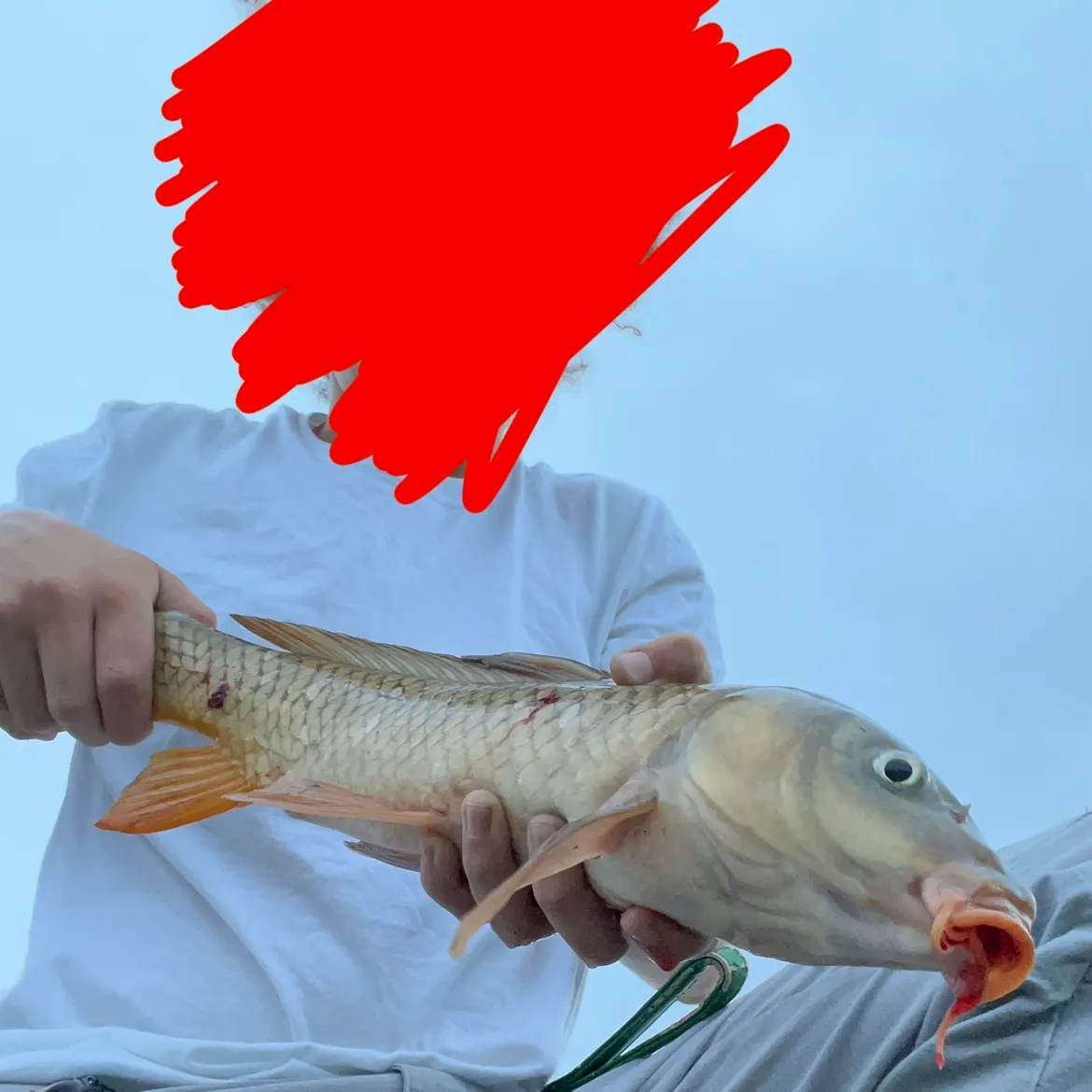 Common carp caught on Fishbrain