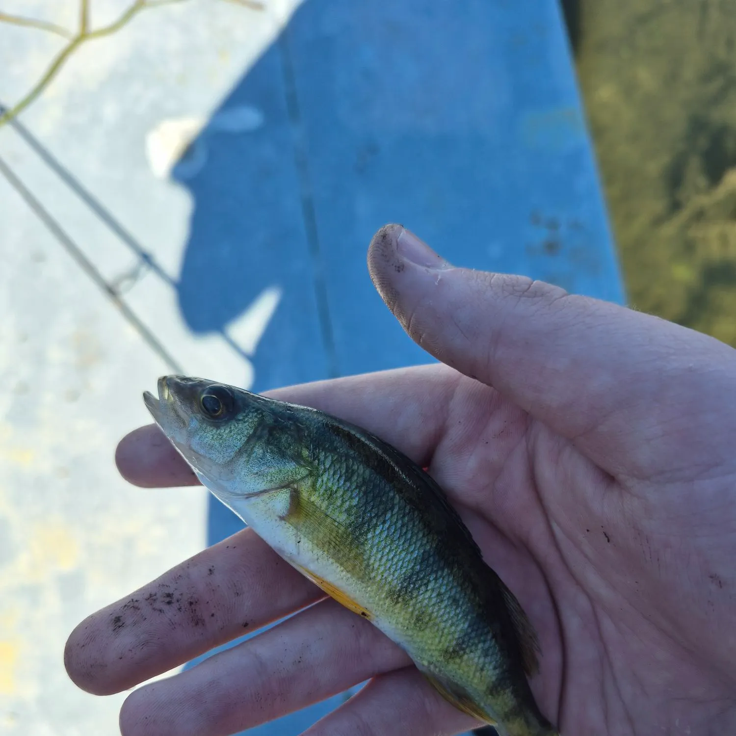 Yellow perch caught on Fishbrain