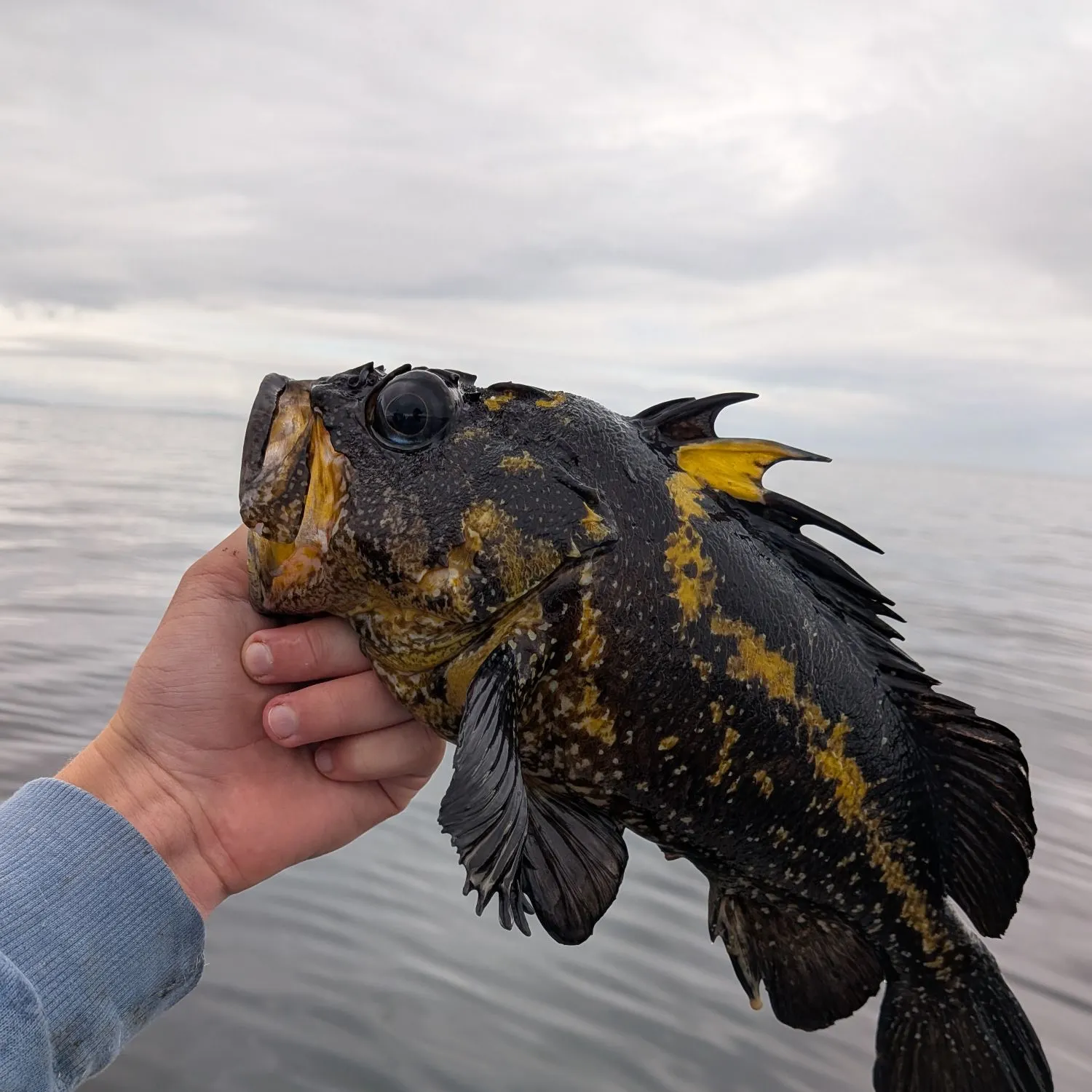 The most recent China rockfish catches on Fishbrain