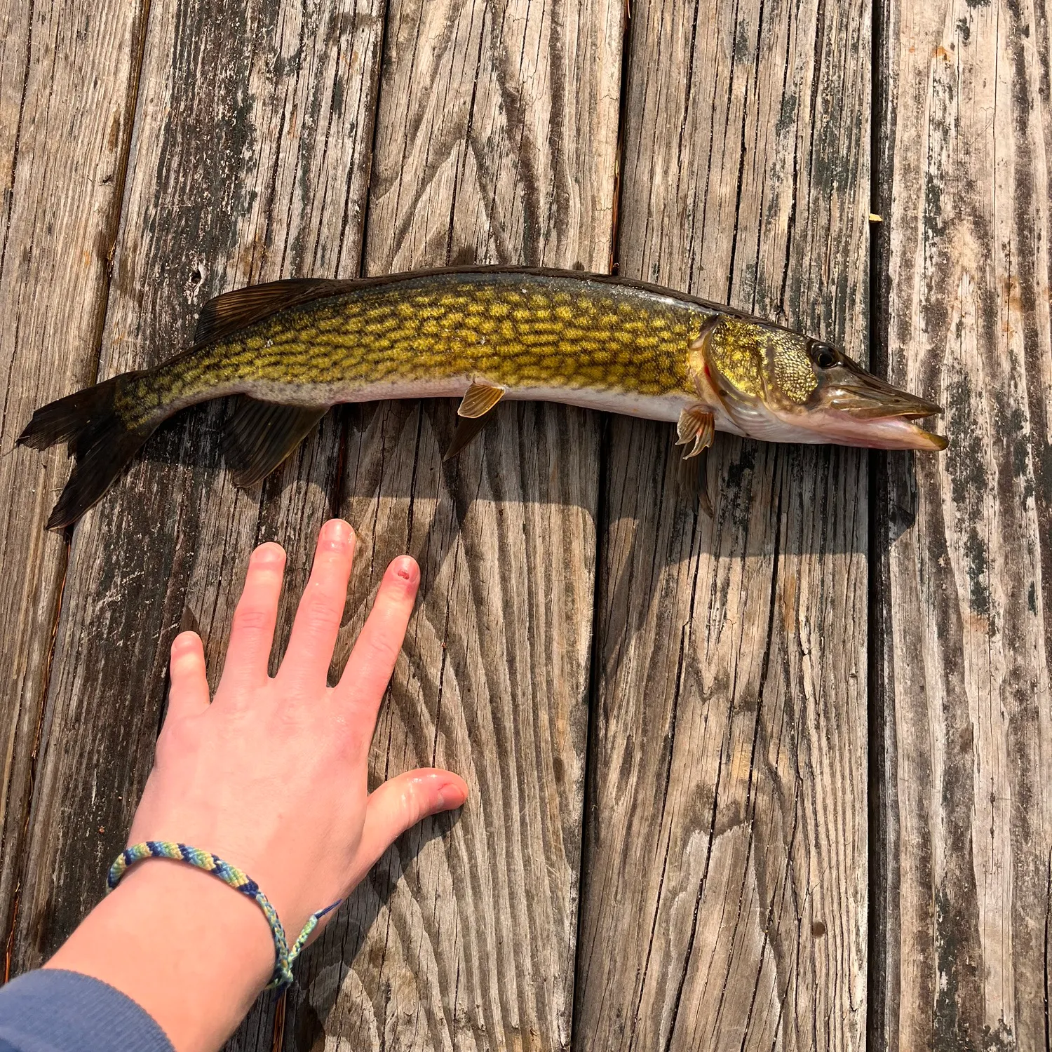 recently logged catches