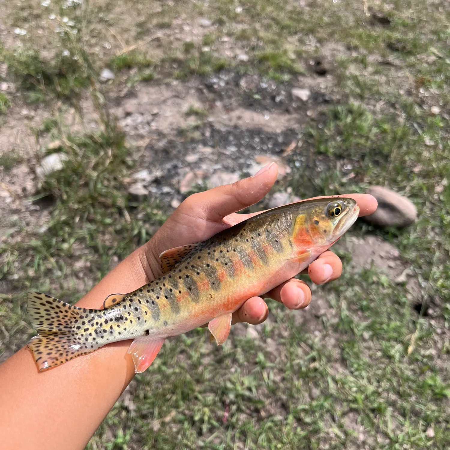 The most recent Rio Grande cutthroat trout catches on Fishbrain