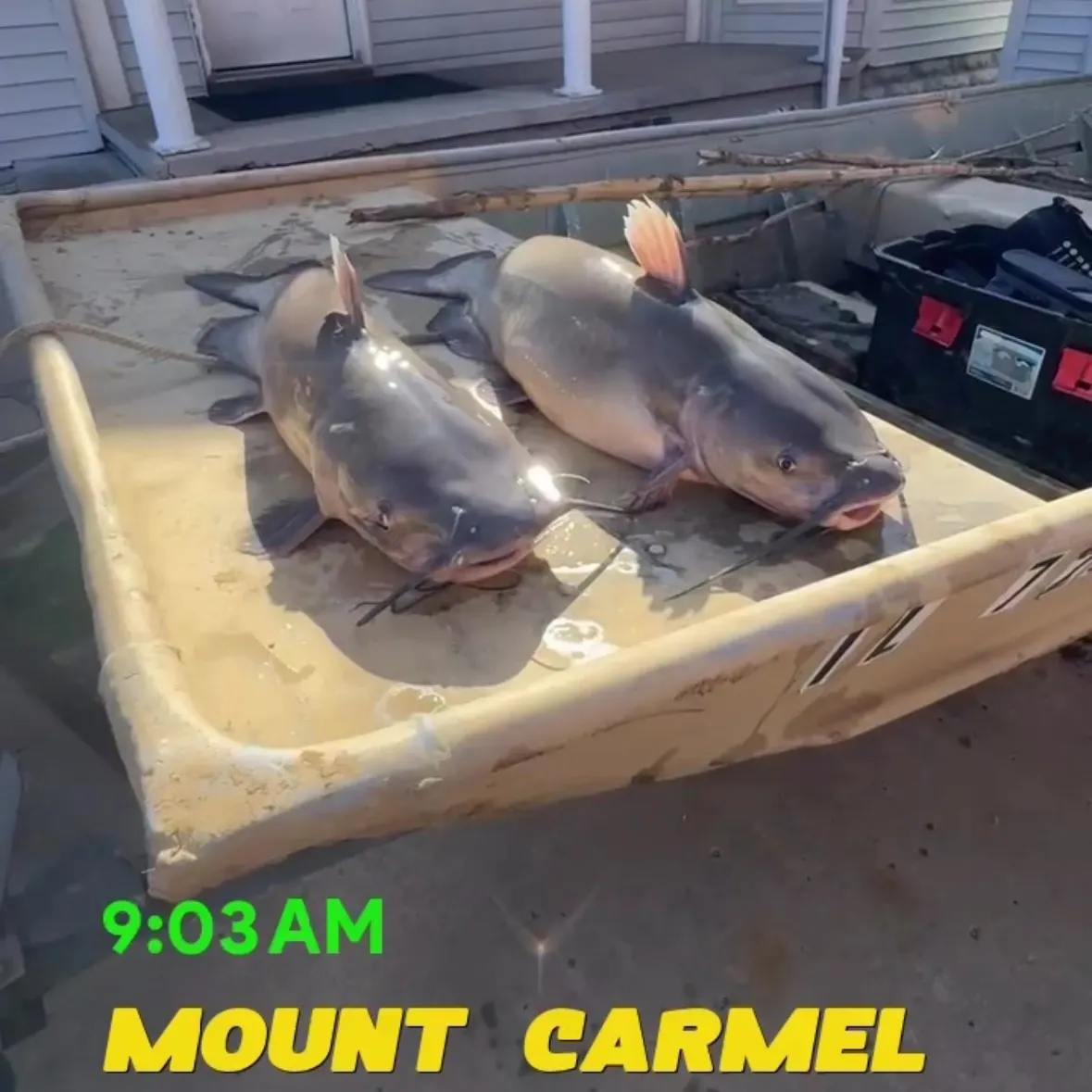 recently logged catches