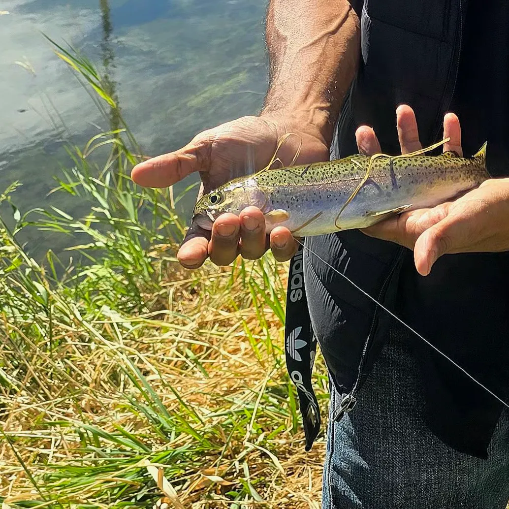 Rainbow trout caught on Fishbrain