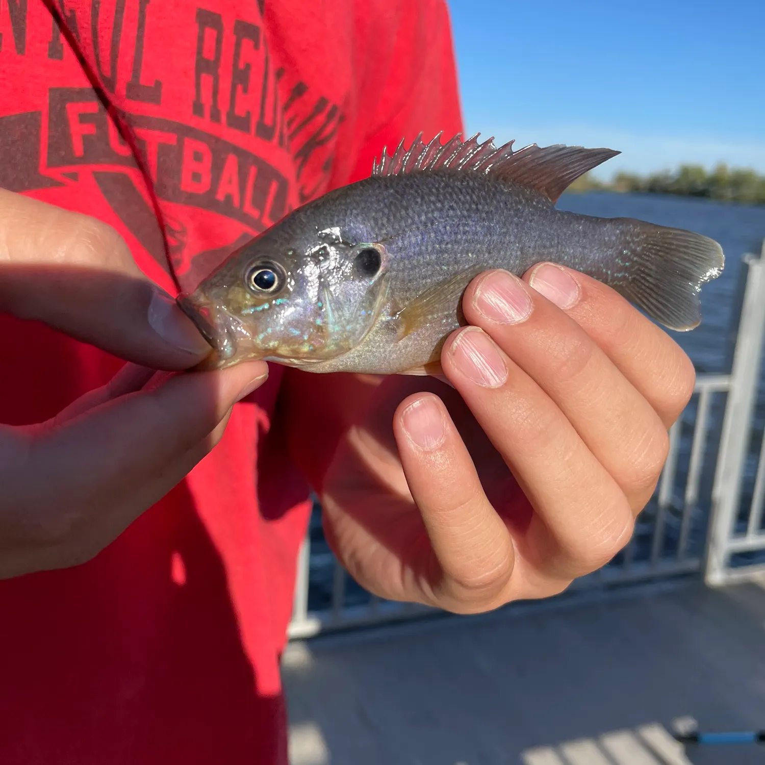 Bluegill caught on Fishbrain