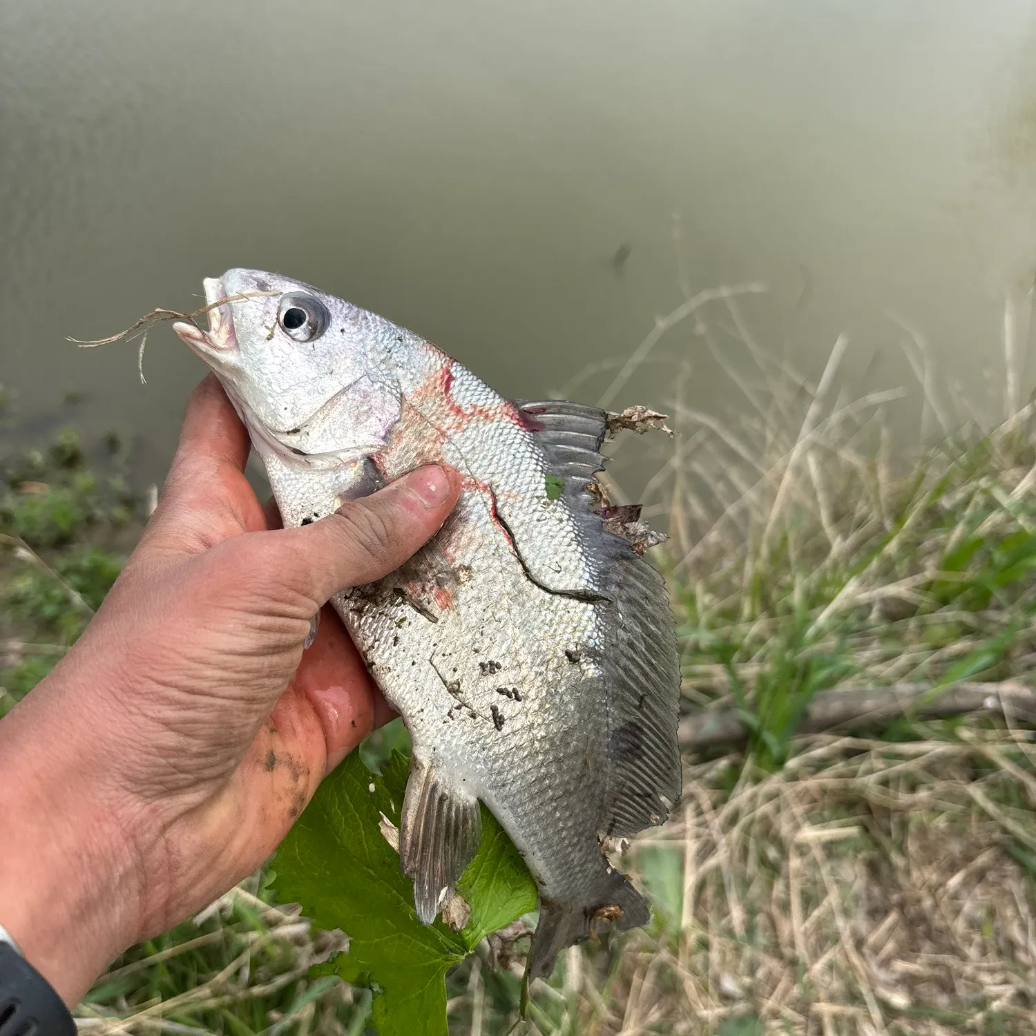 The most recent Freshwater drum catches on Fishbrain