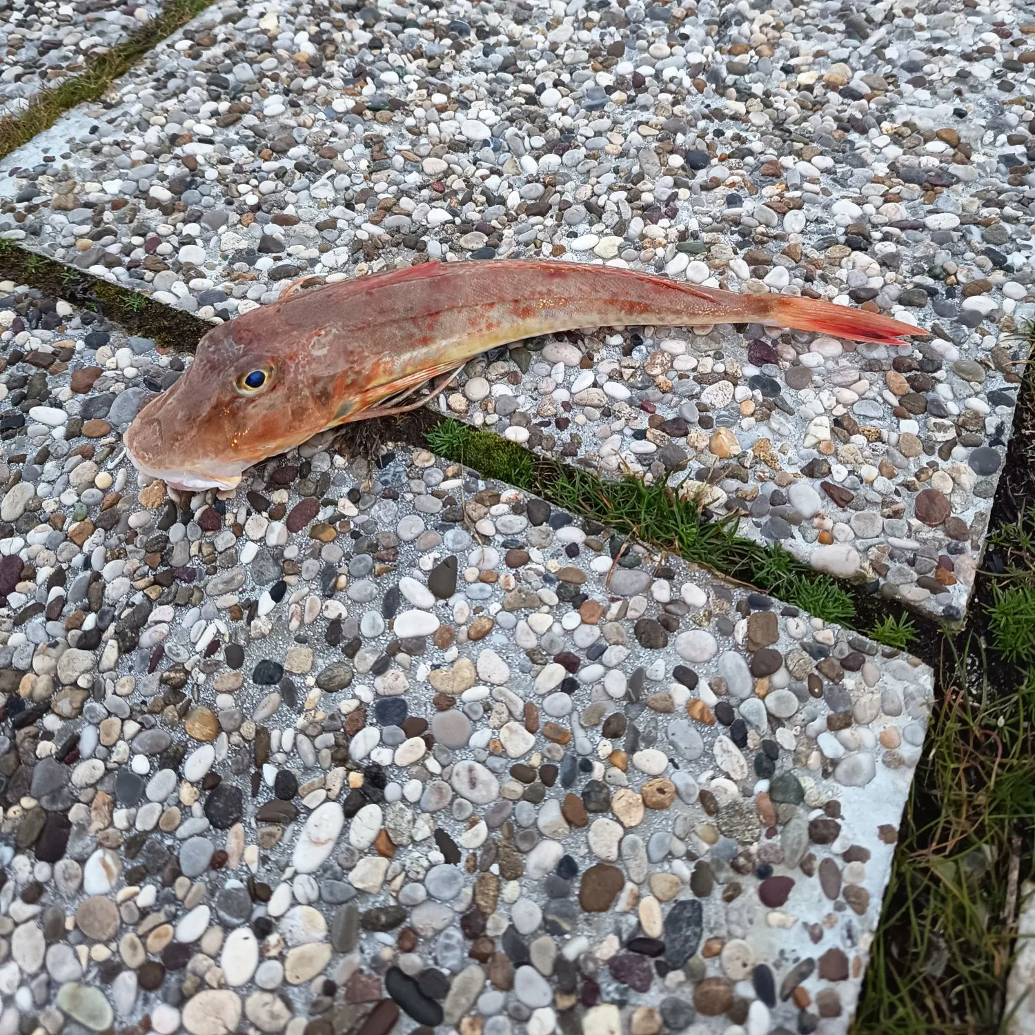 The most recent Tub gurnard catches on Fishbrain