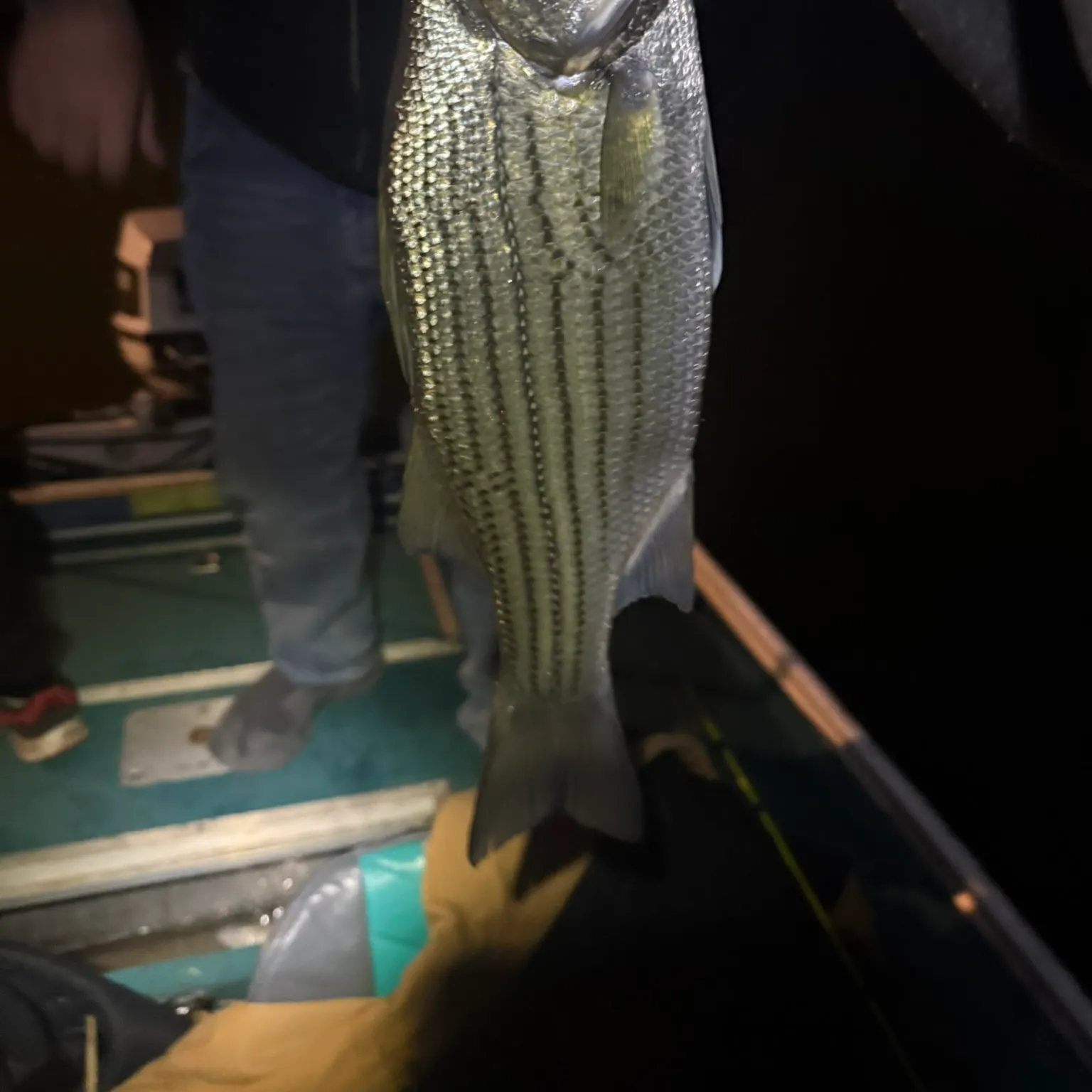 The most recent Hybrid striped bass catches on Fishbrain