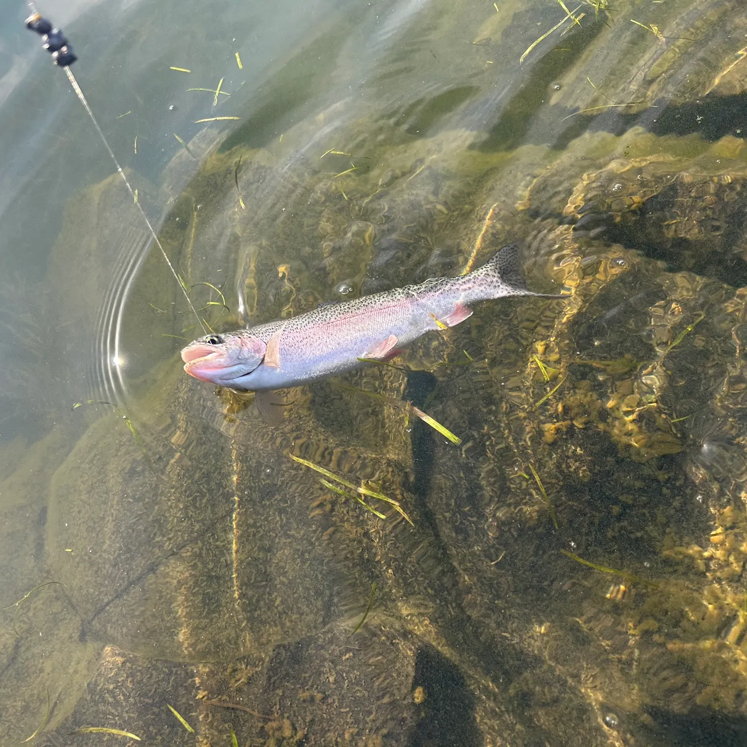 Rainbow trout caught on Fishbrain