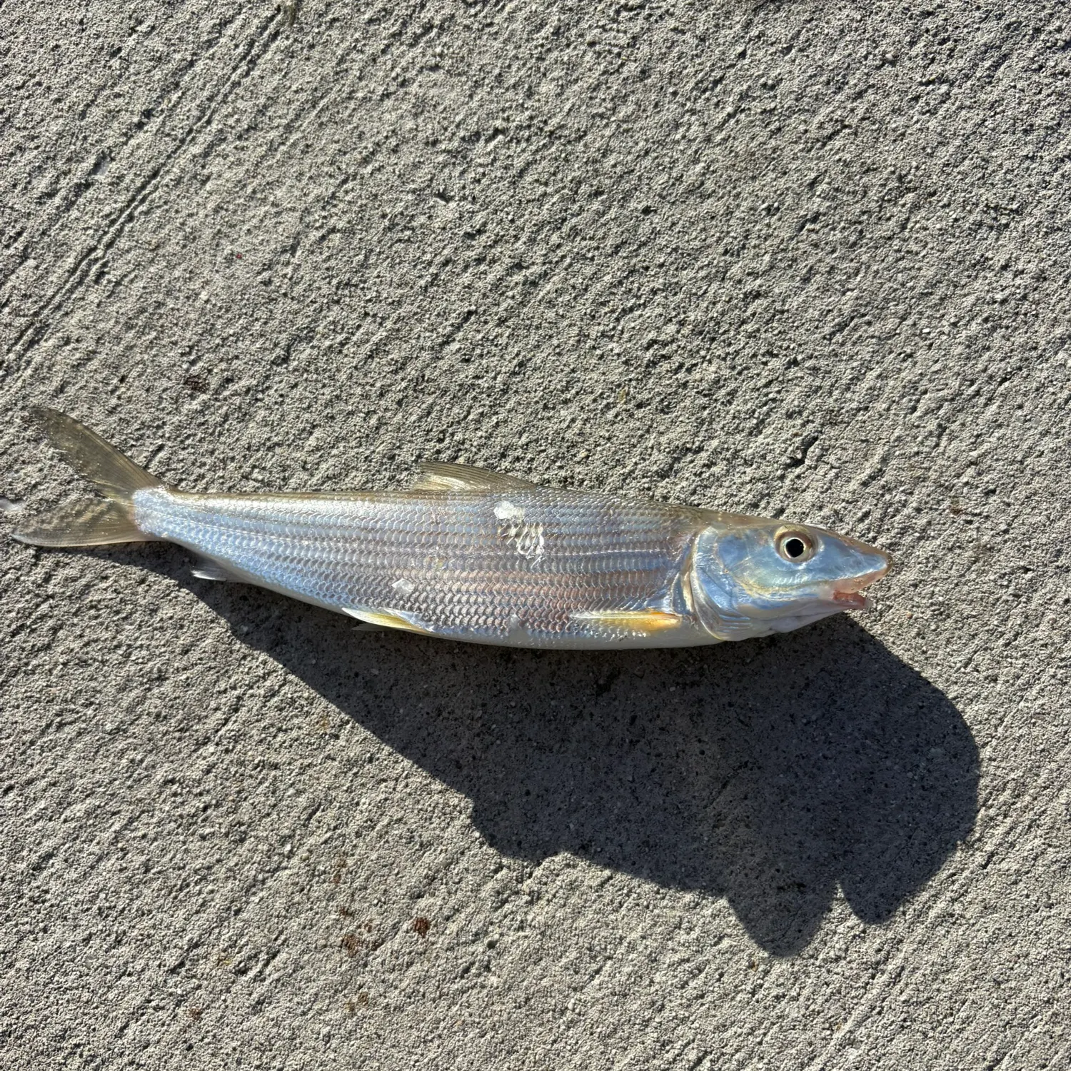 The most recent West Atlantic bonefish catches on Fishbrain
