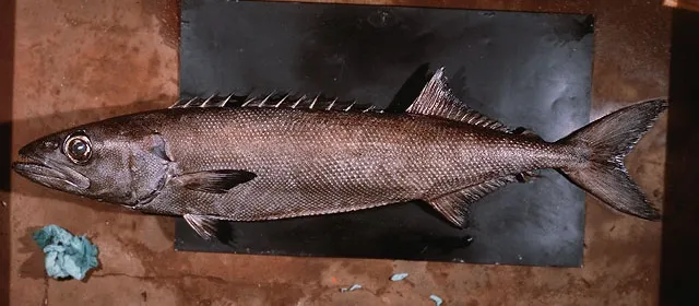 Oilfish