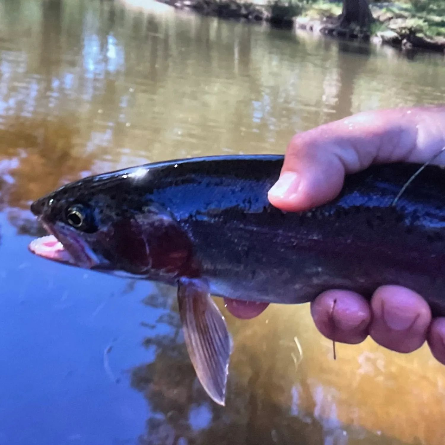 Rainbow trout caught on Fishbrain