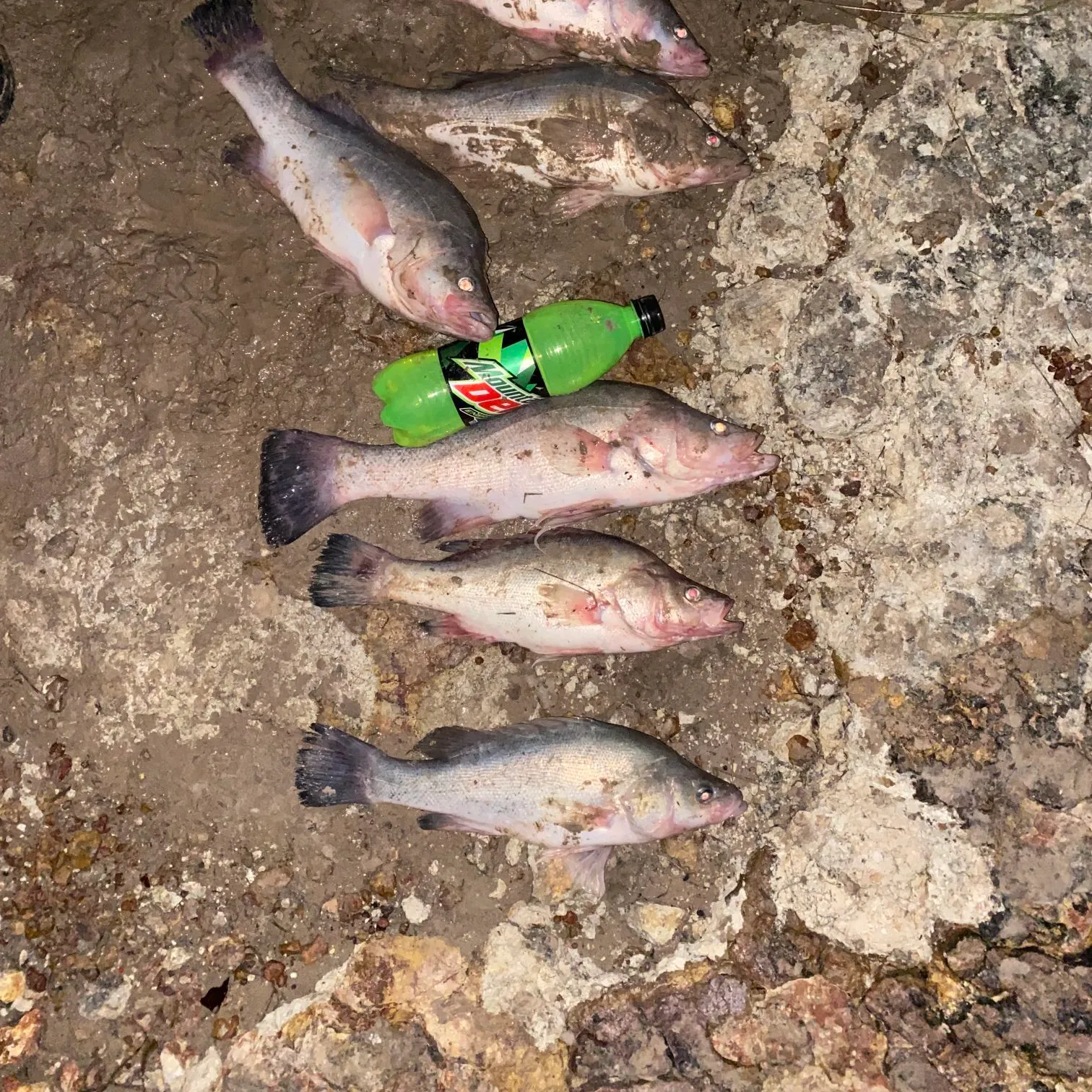 The most recent Bidyan perch catches on Fishbrain