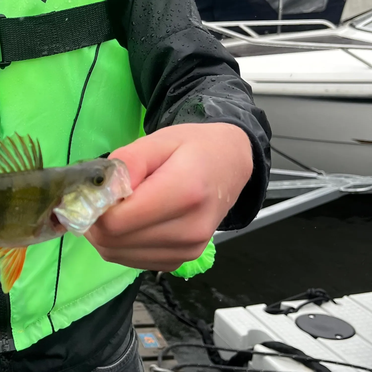 European perch caught on Fishbrain