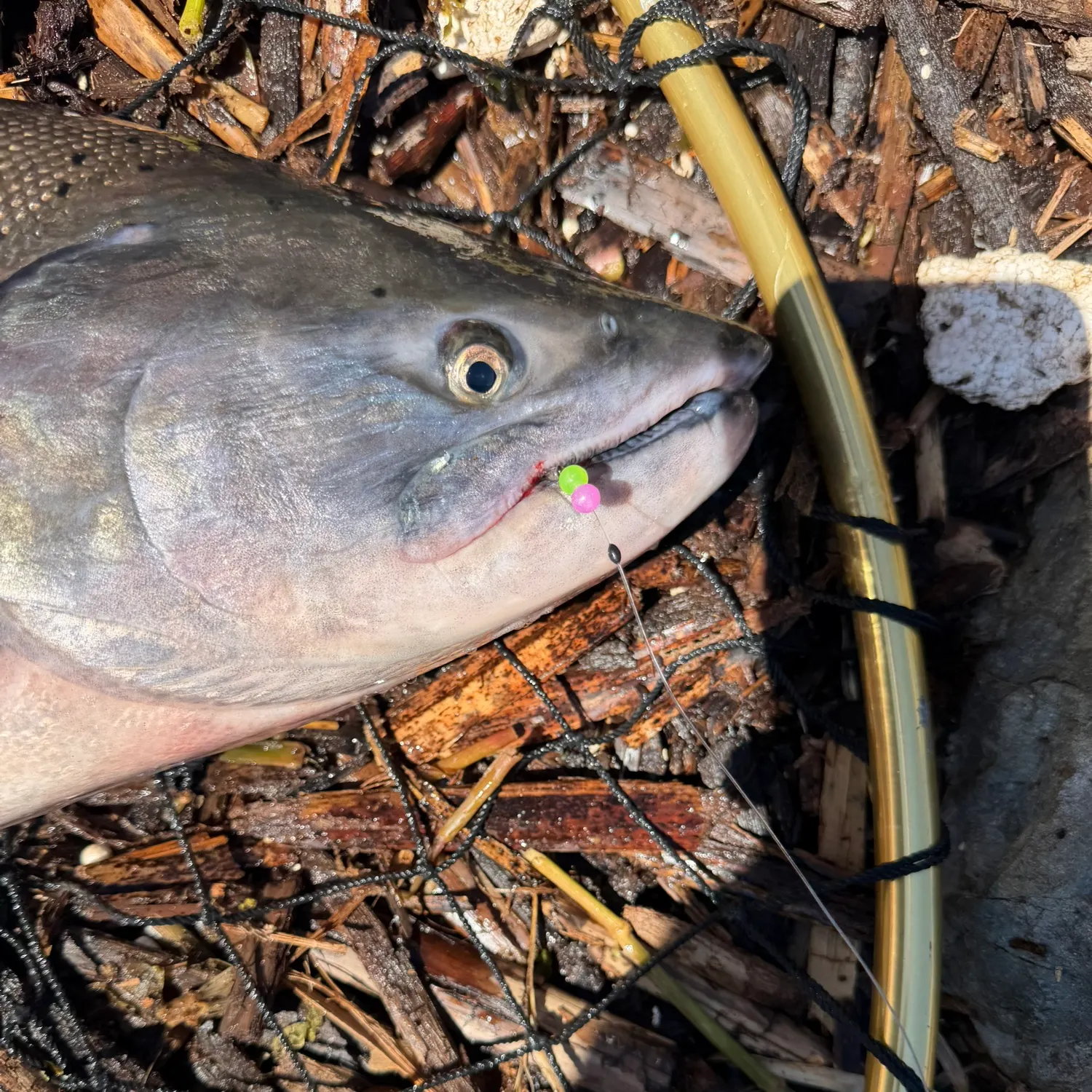Fish caught on Fishbrain