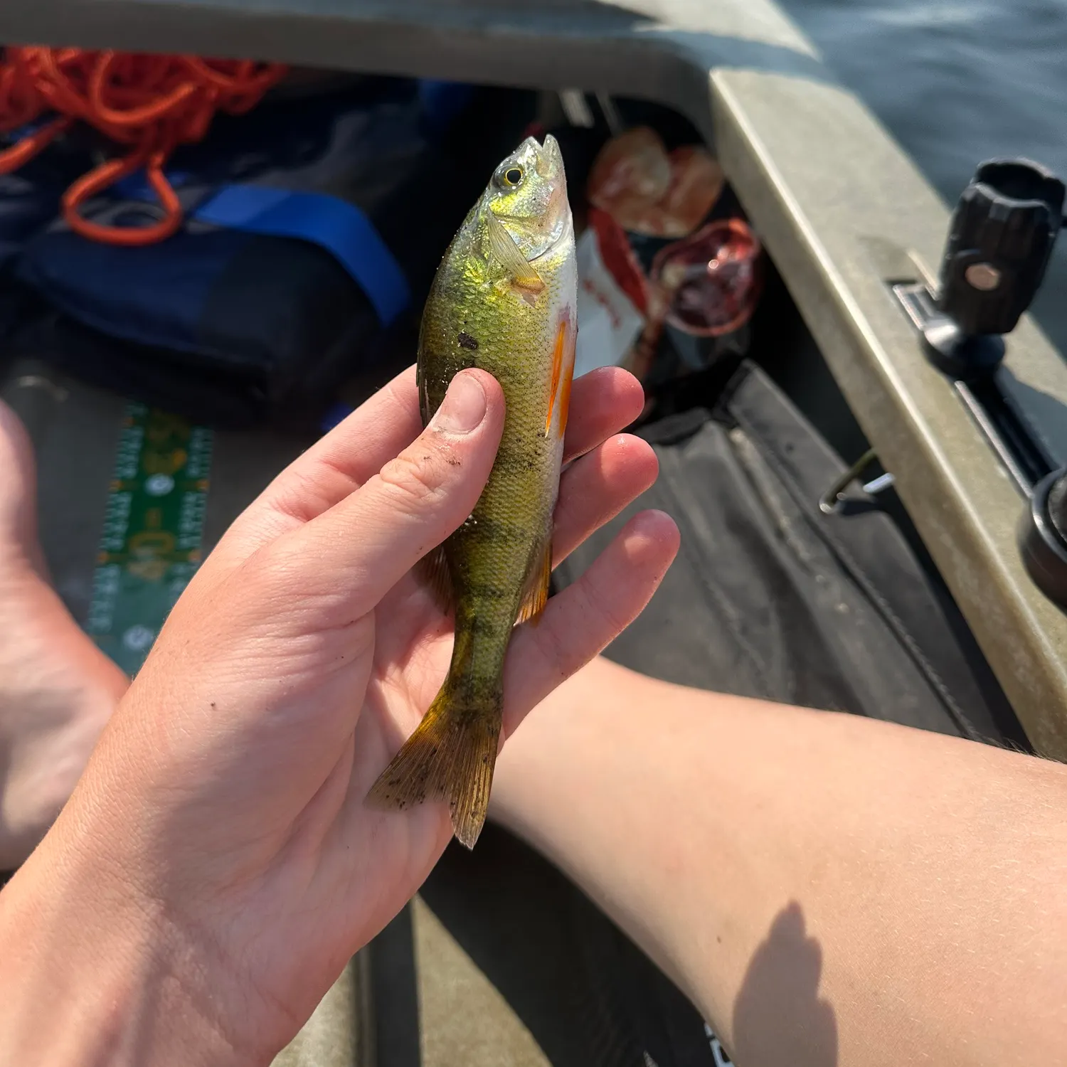 Fish caught on Fishbrain