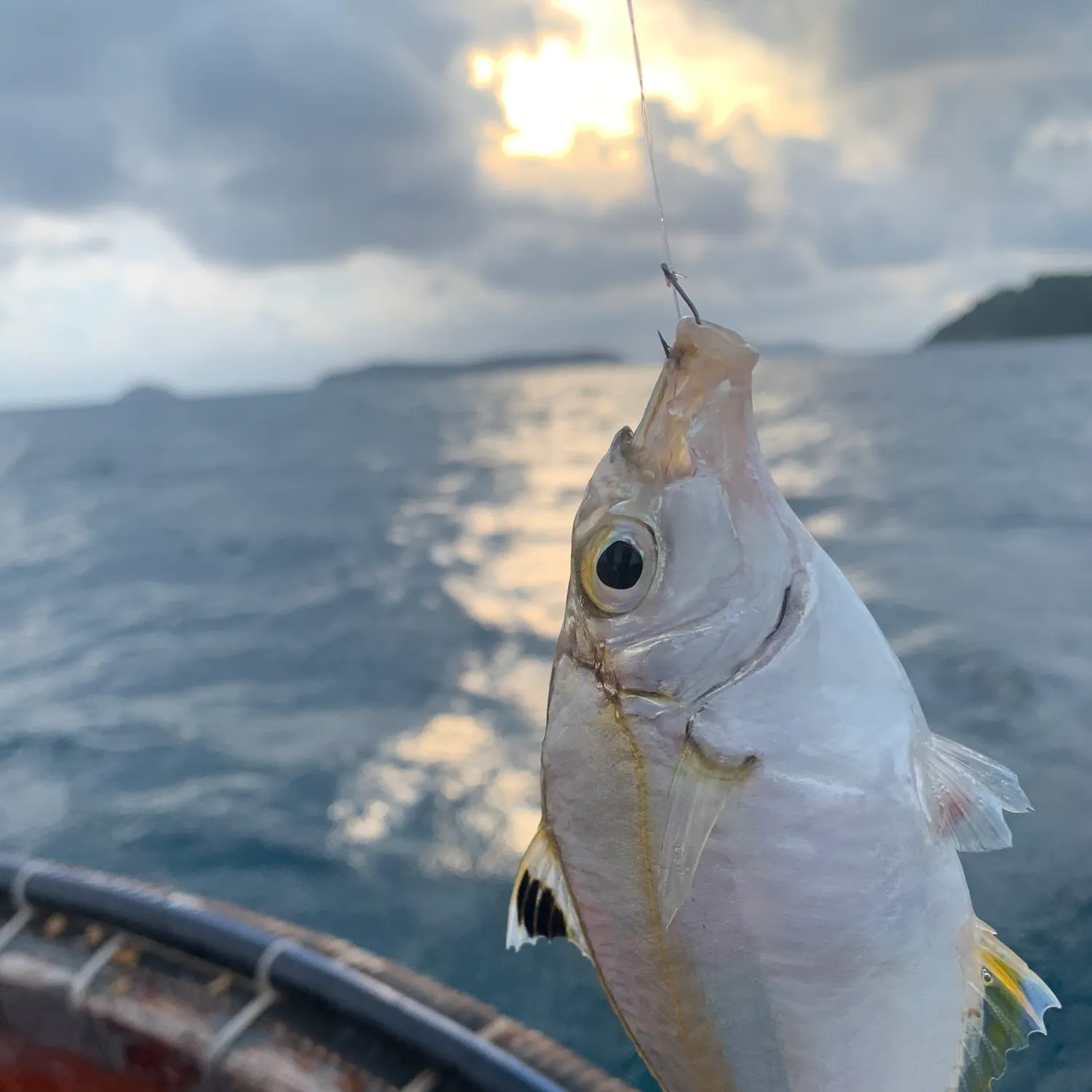 The most recent Goldstripe ponyfish catches on Fishbrain