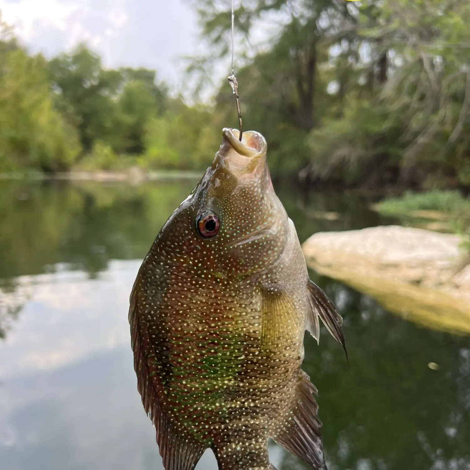 Rio Grande cichlid caught on Fishbrain