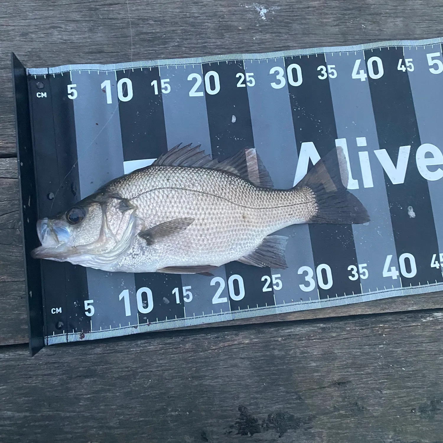 angler catch