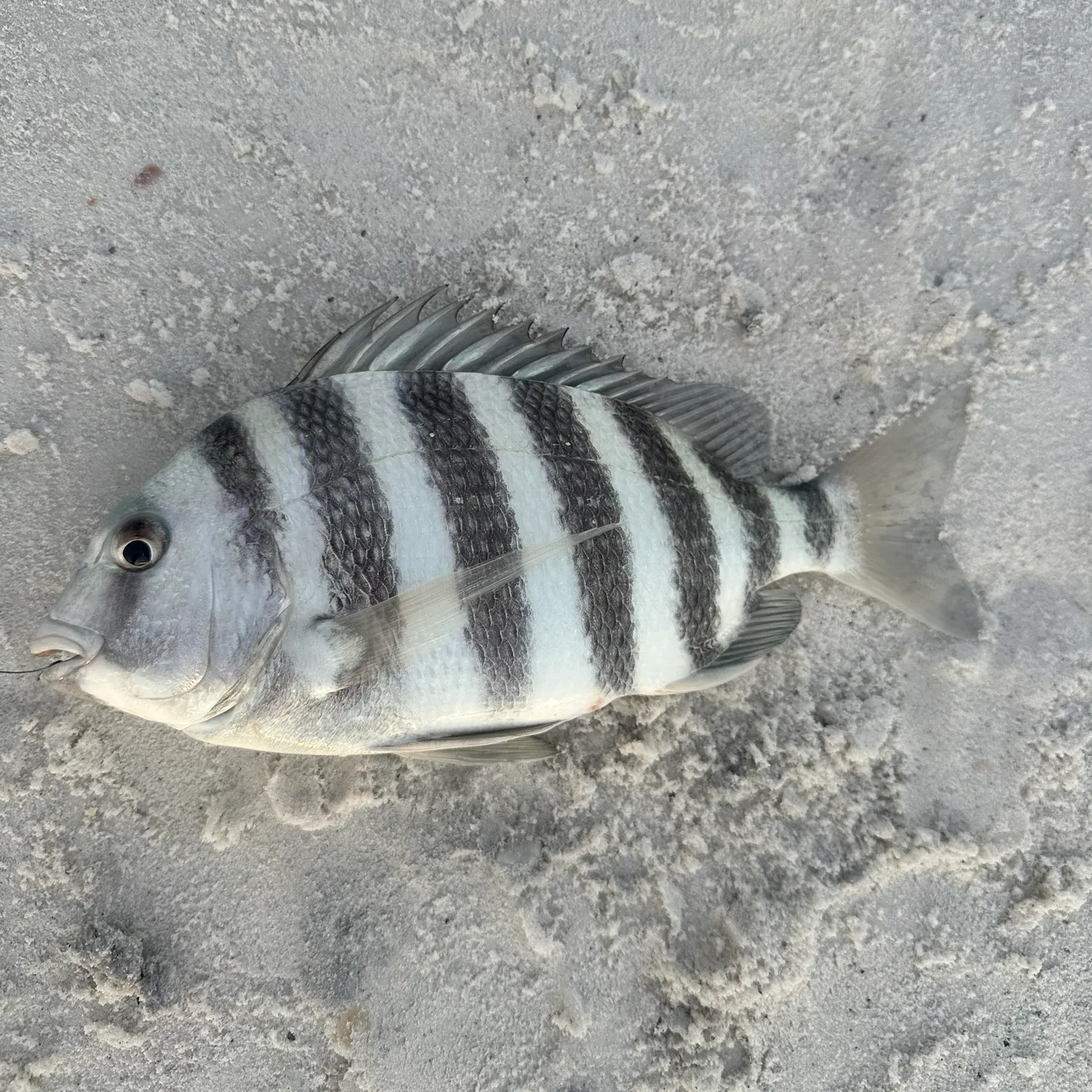 The most recent Sheepshead catches on Fishbrain