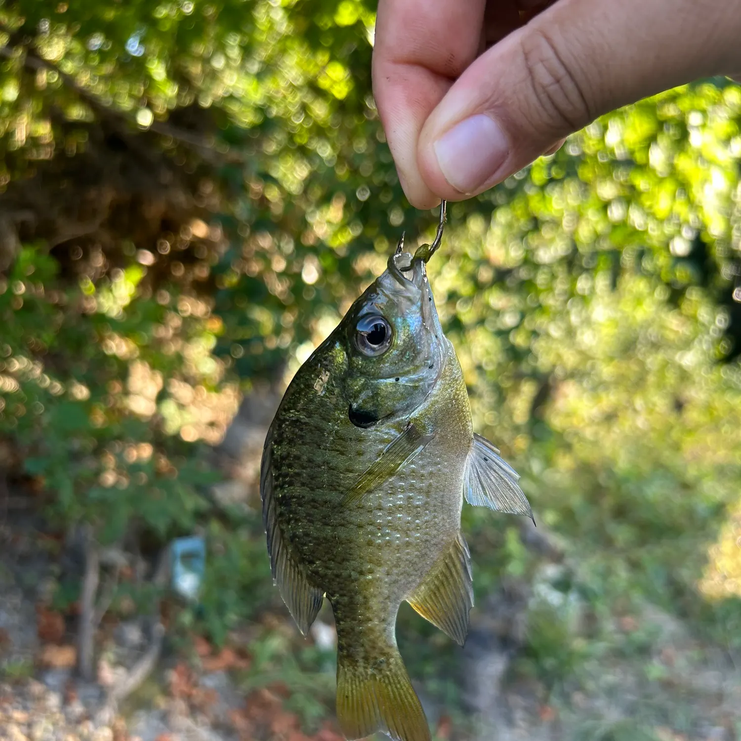Bluegill caught on Fishbrain