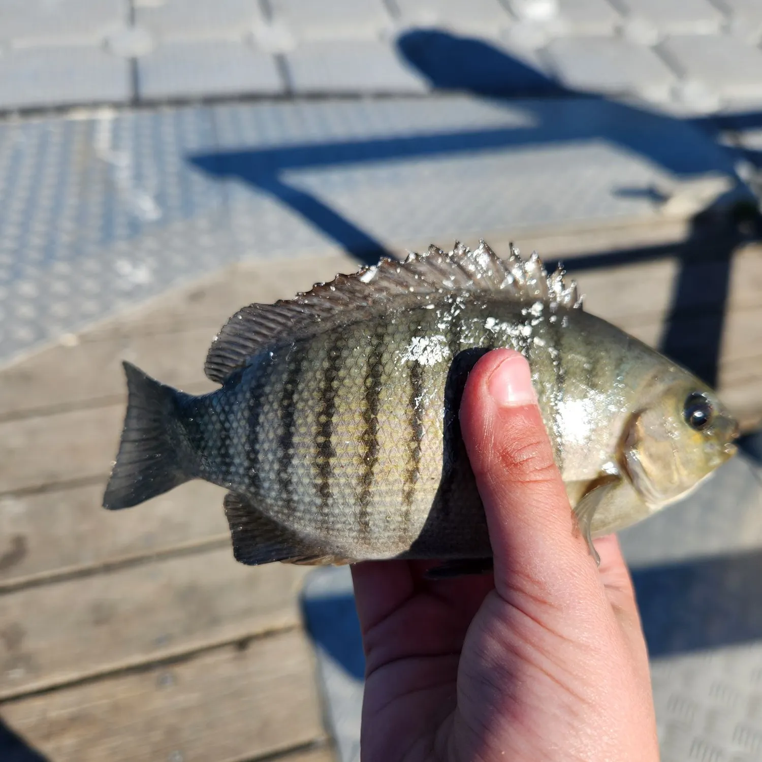 Luderick caught on Fishbrain
