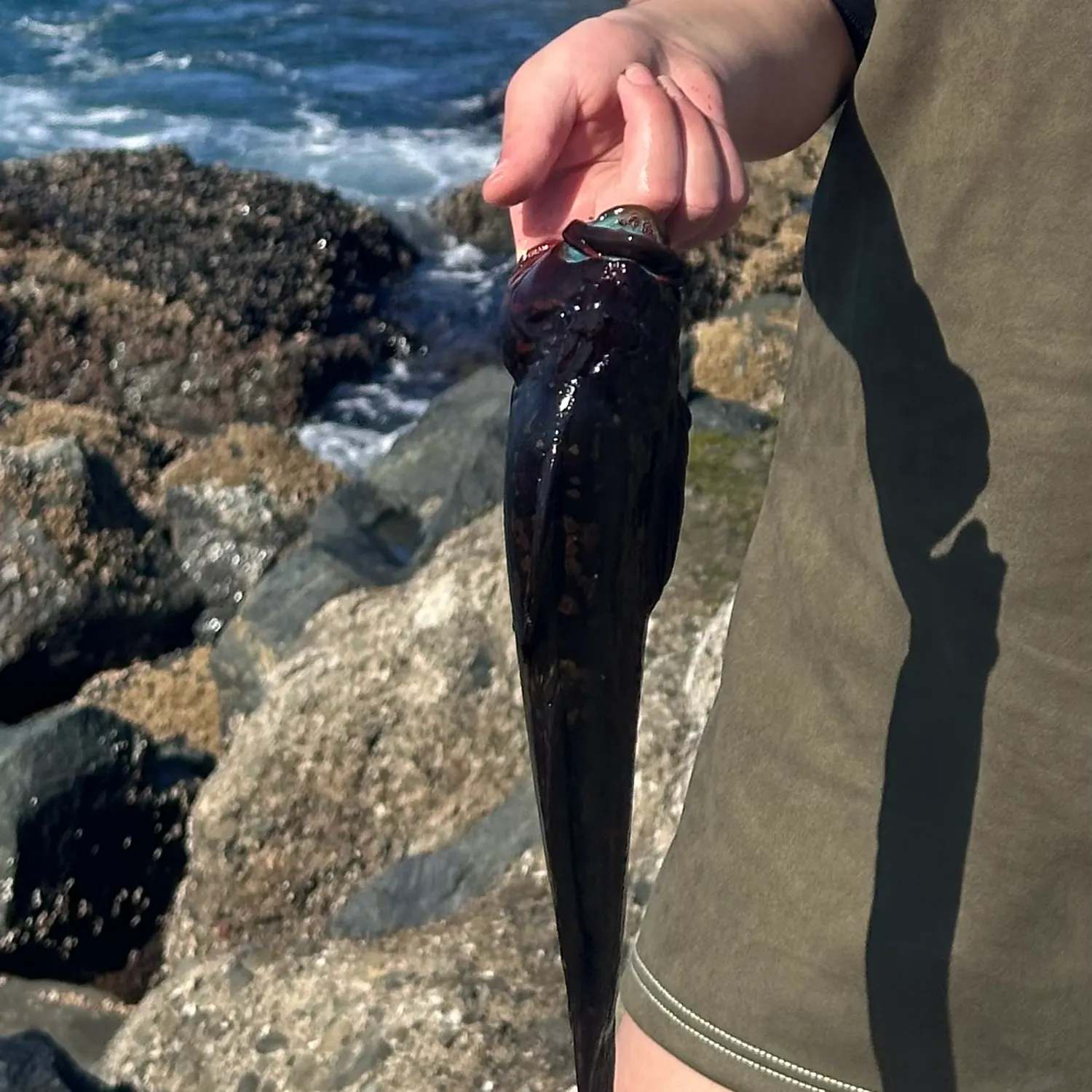 The most recent Rock greenling catches on Fishbrain