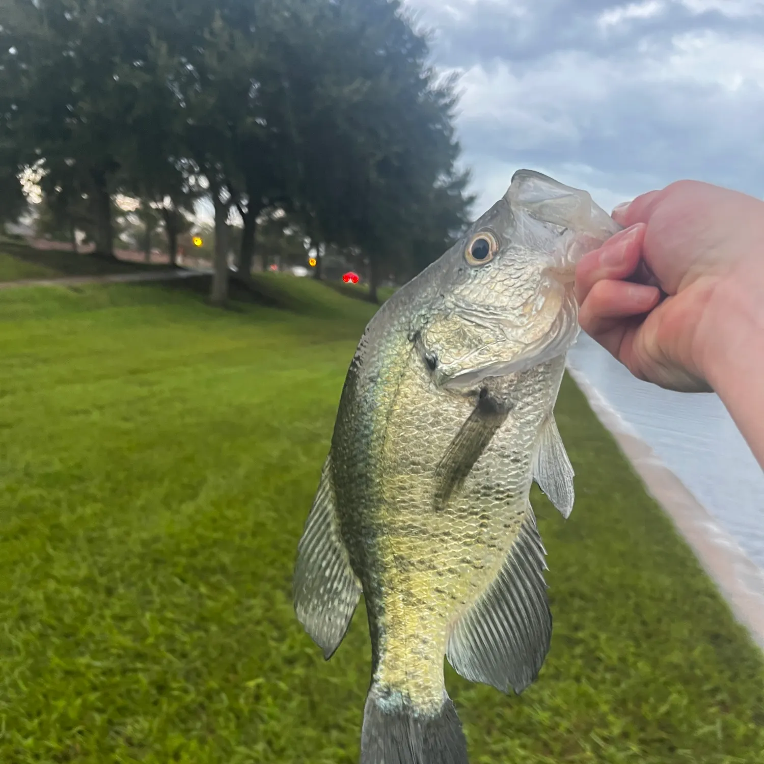White crappie caught on Fishbrain